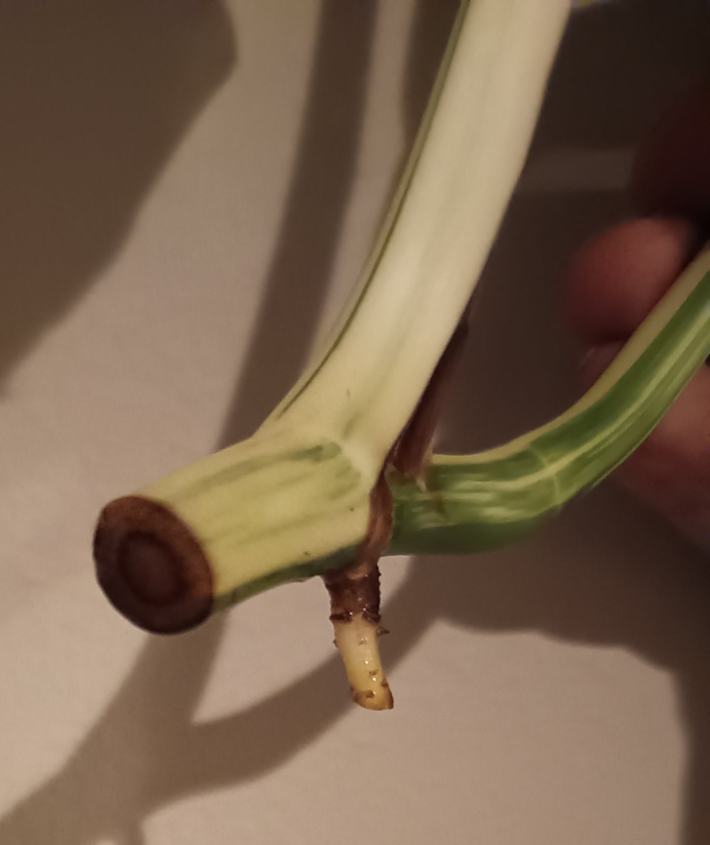 Monstera Albo unrooted Top Cut #30