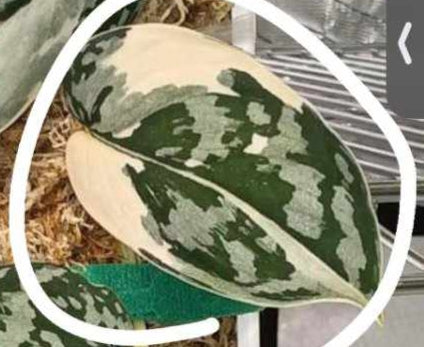 Scindapsus Mayari -Reserved Kim Norris