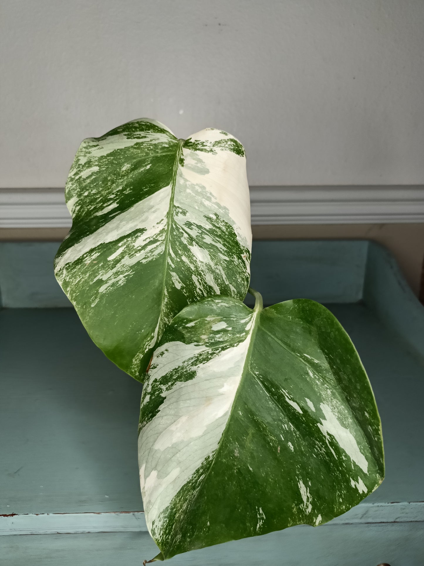 Two leaf Top Cut Monstera Albo