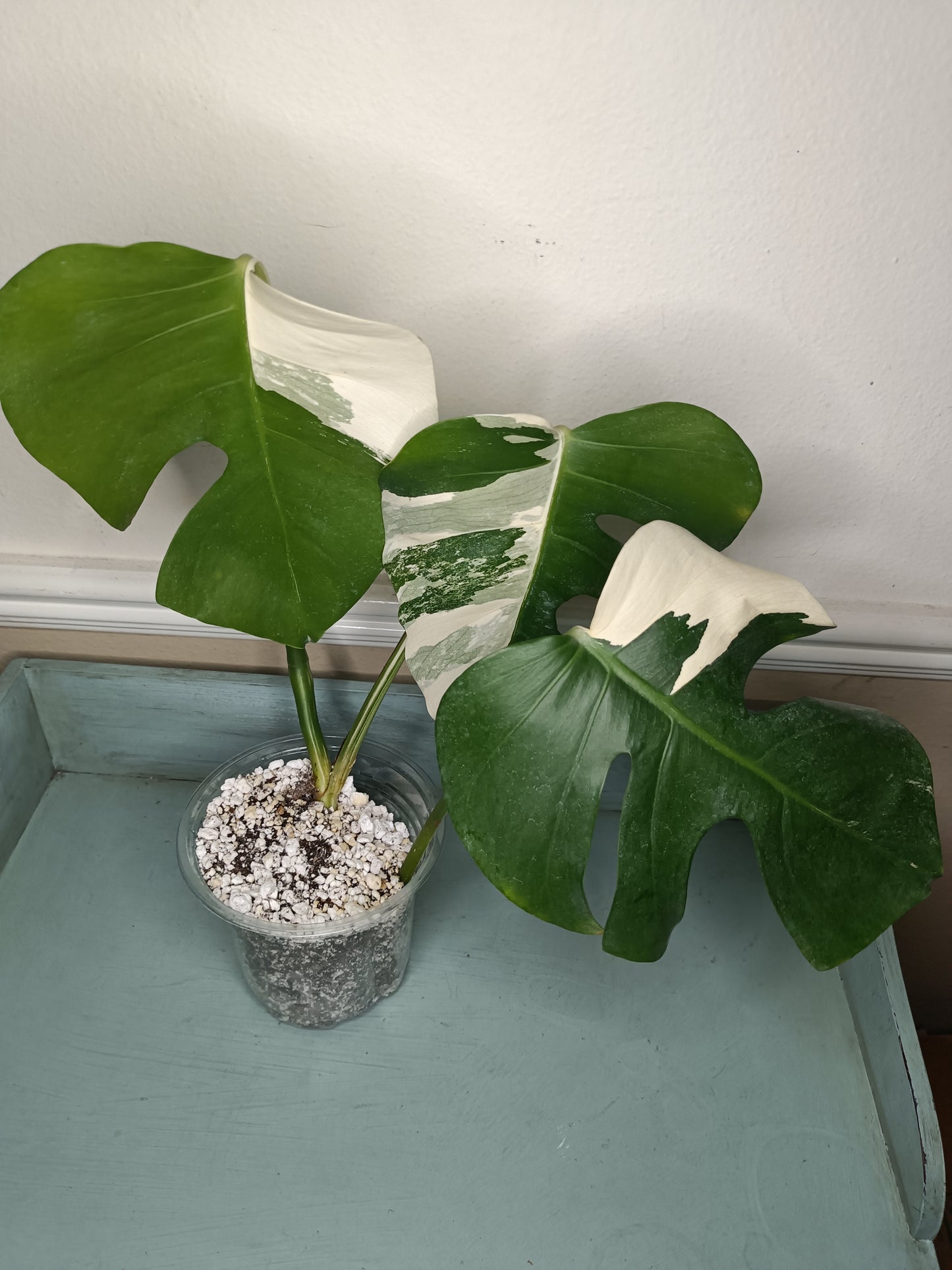 Three leaf Monstera Albo