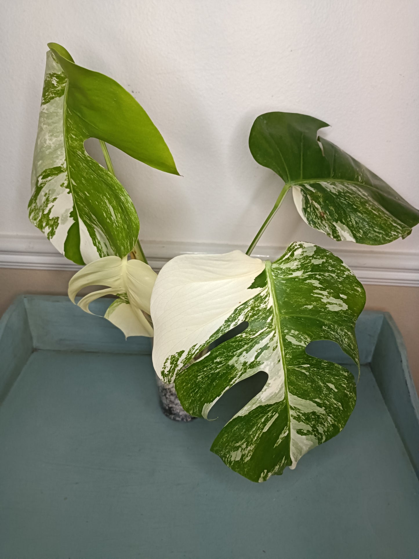Monstera Albo 4 leaf Top Cut