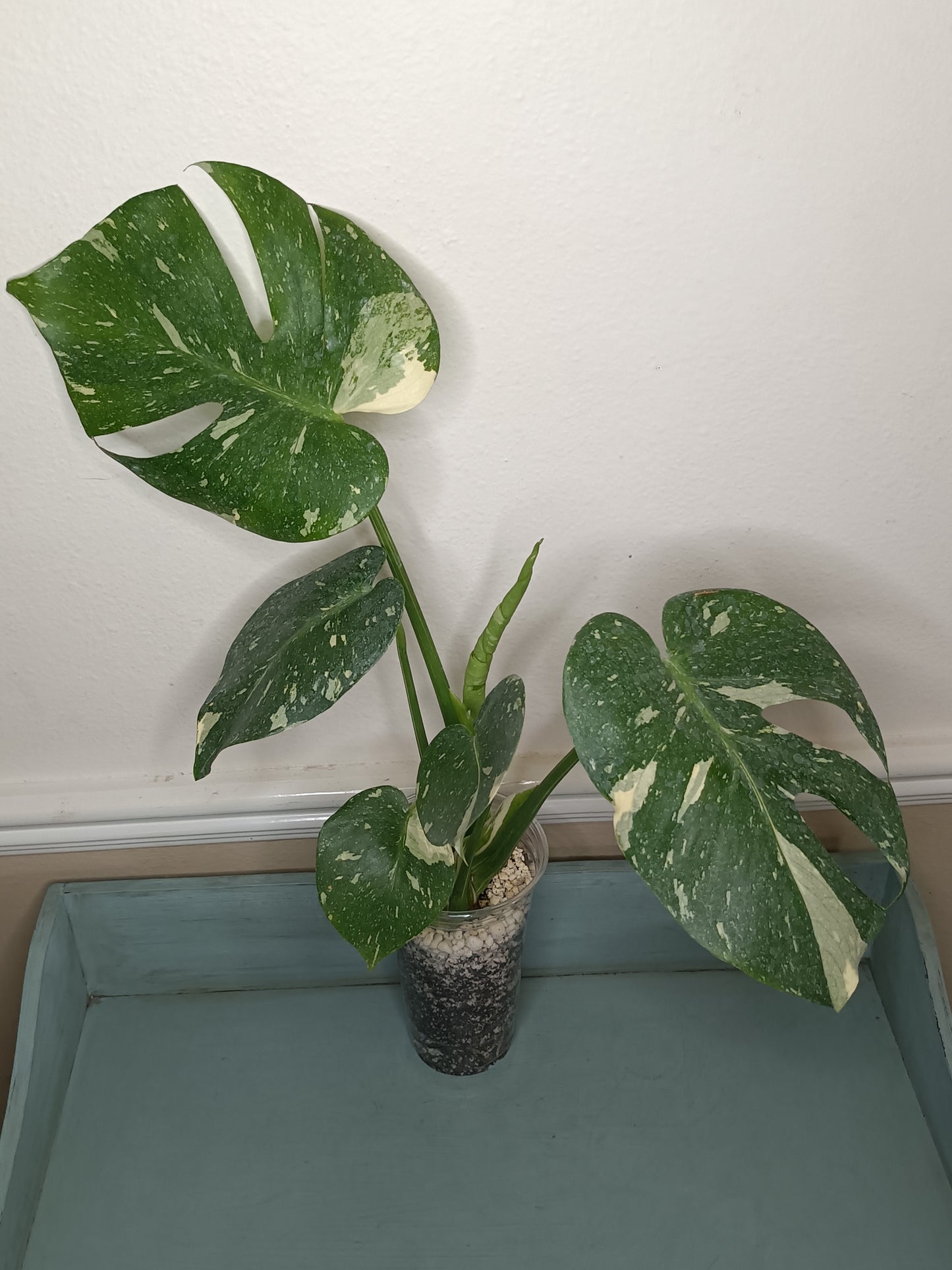 A2 Thai Con Auction Clinton Whitehead