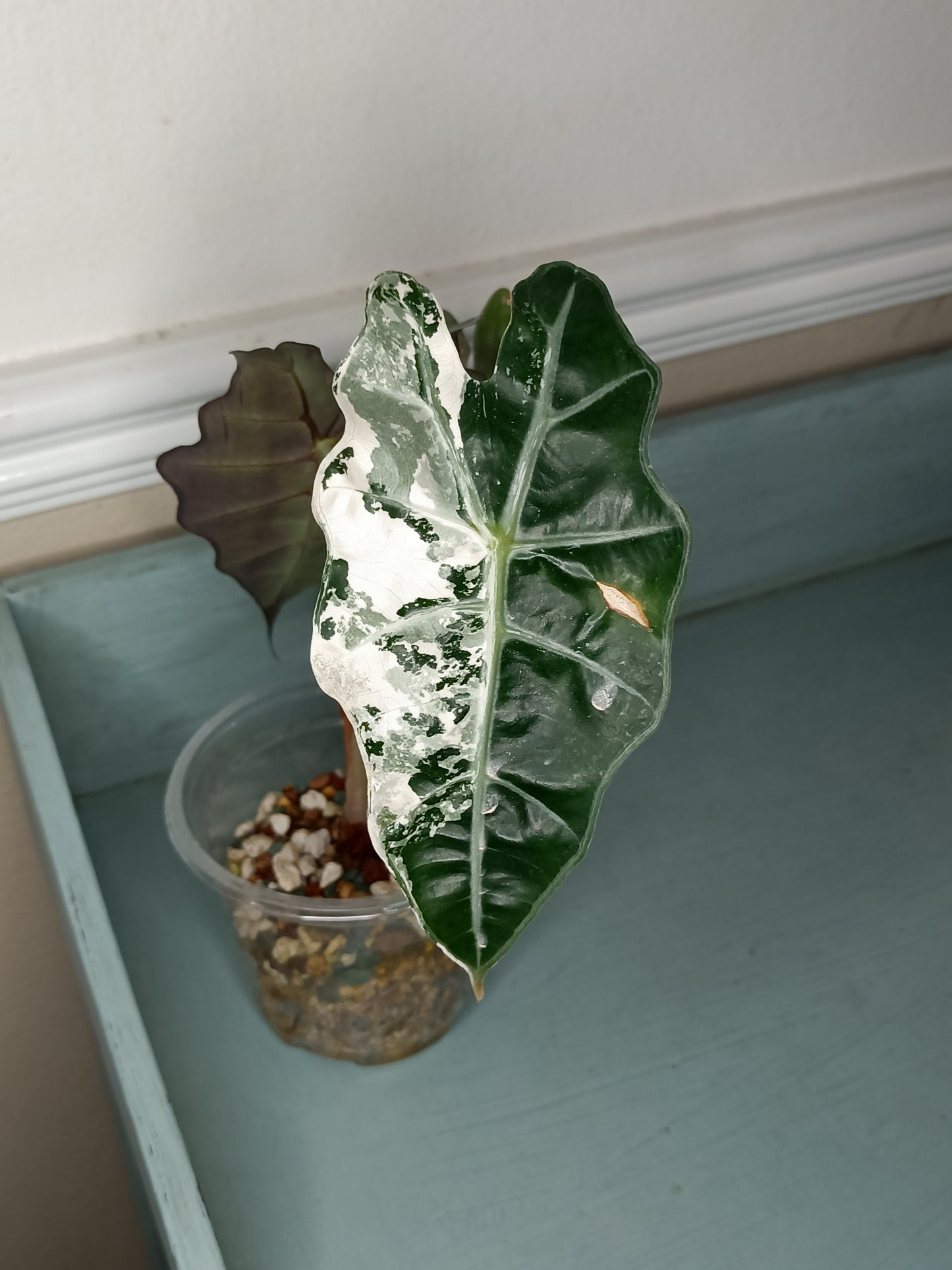 Alocosia Amazonica Var Auction Elaine Patajo