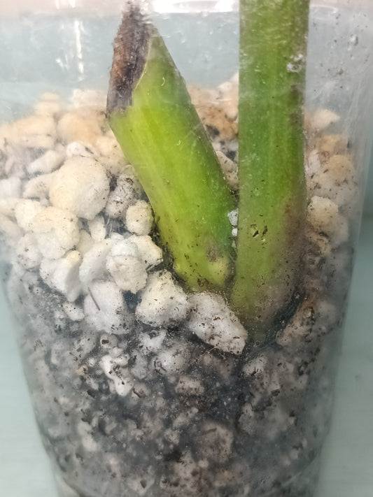 Monstera Aurea Auction Tazhiana Campbell