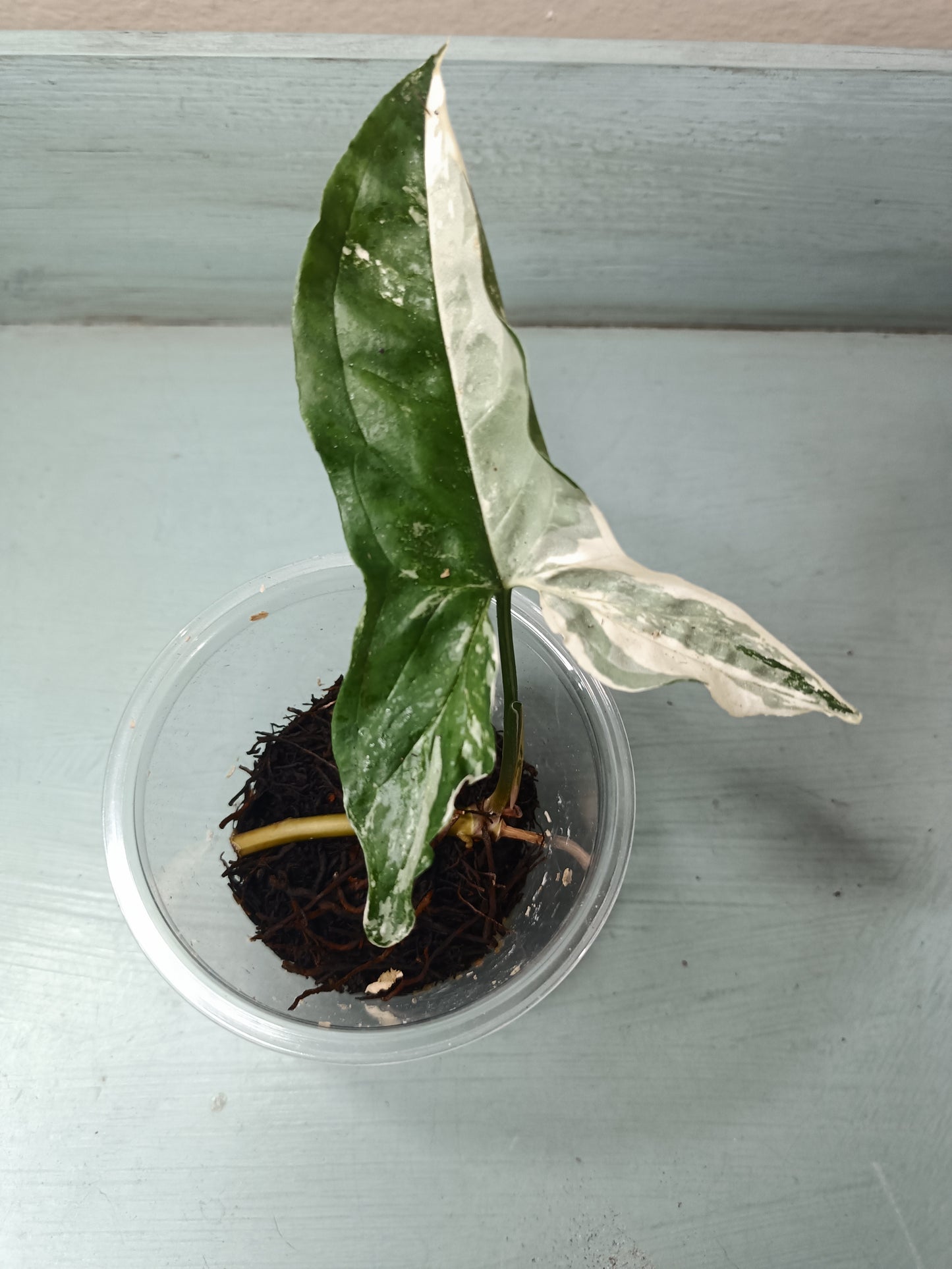 Syngonium Albo Auction Lakin Meier