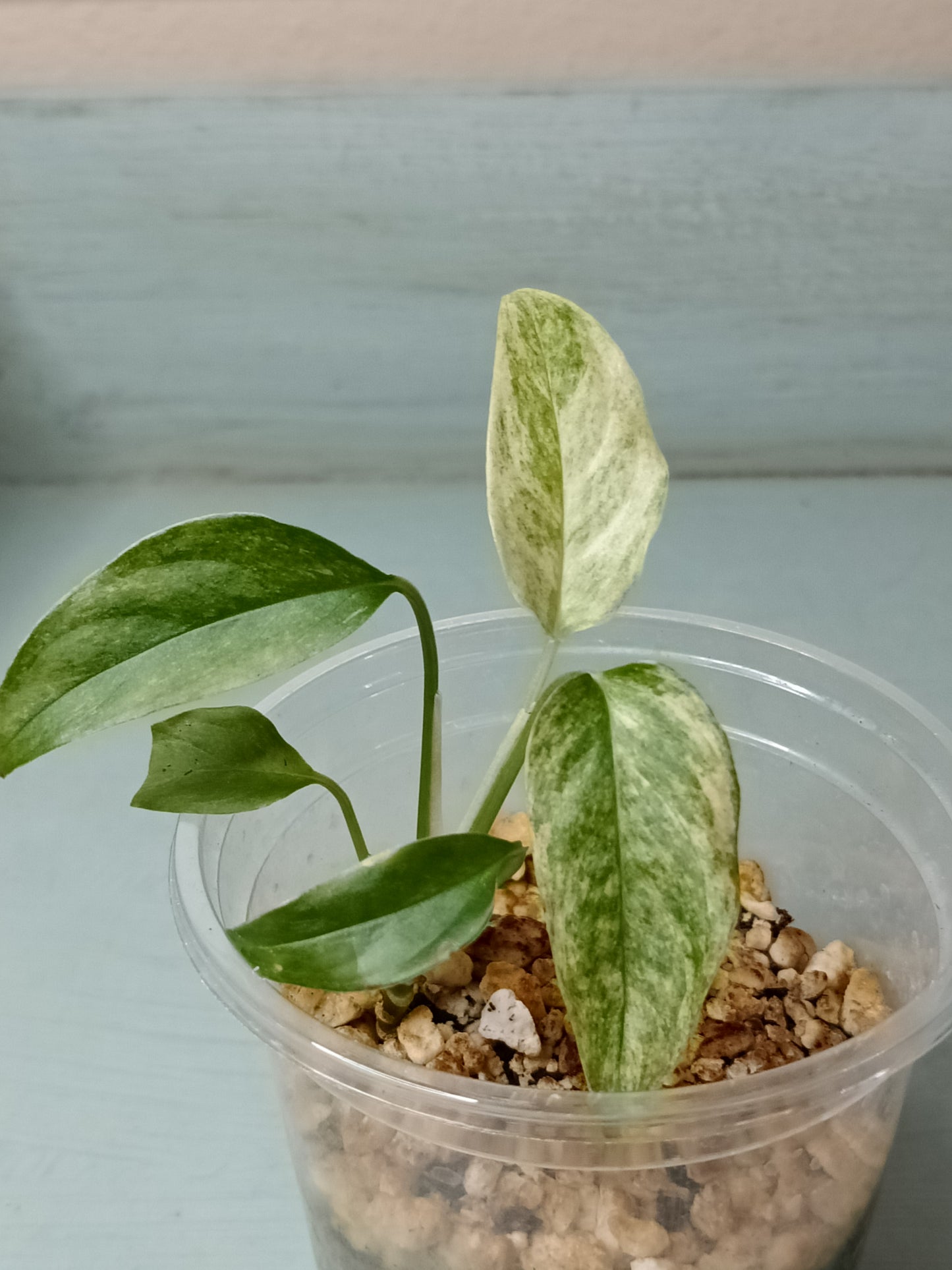 M. Adansonii Laniata Kristin Farrington