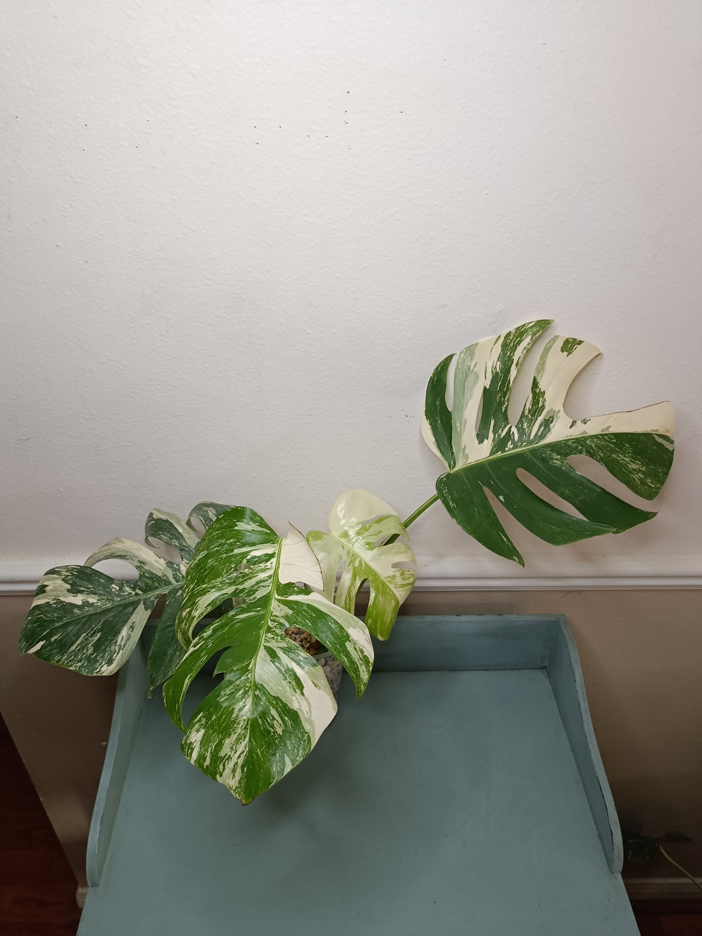 High Marbled M. Albo