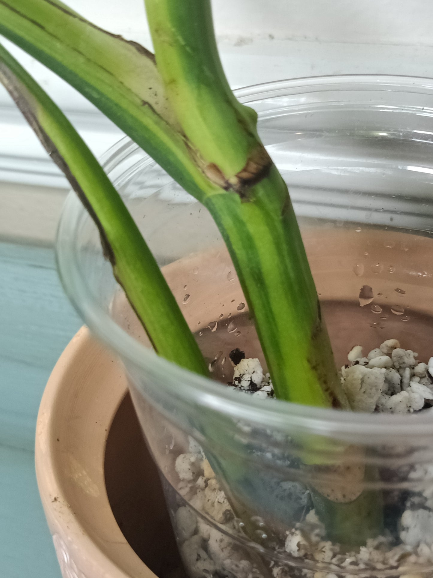 AU3 Monstera Aurea Michelle Crawford