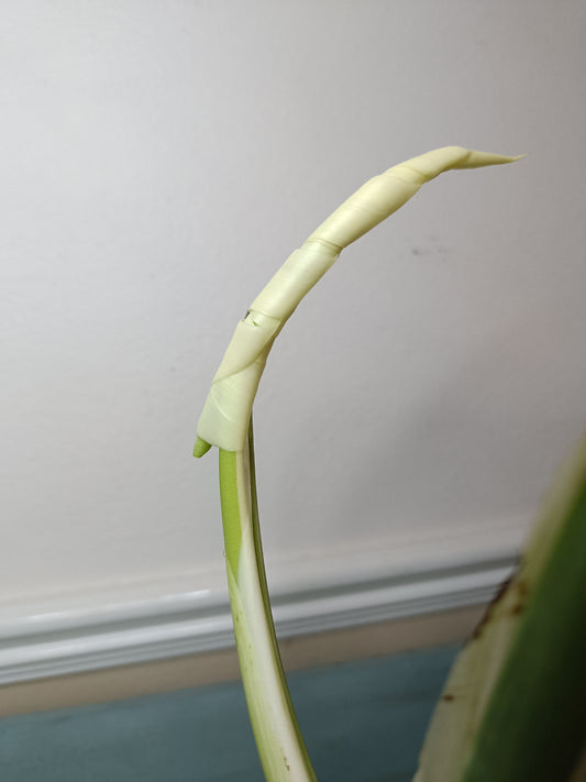 Monstera Albo A3 Reserve Deanna McKenzie