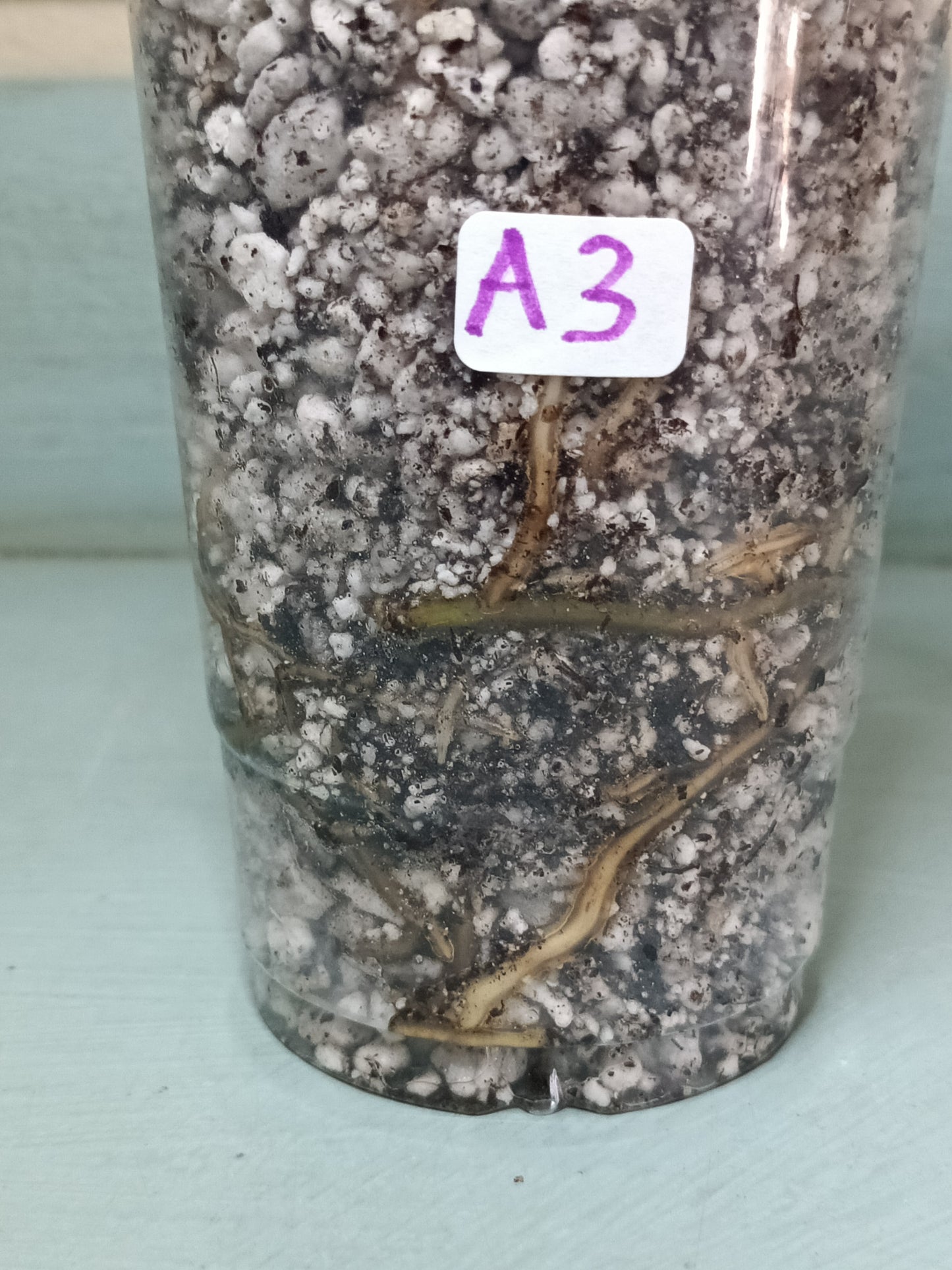 Monstera Albo A3 Reserve Deanna McKenzie