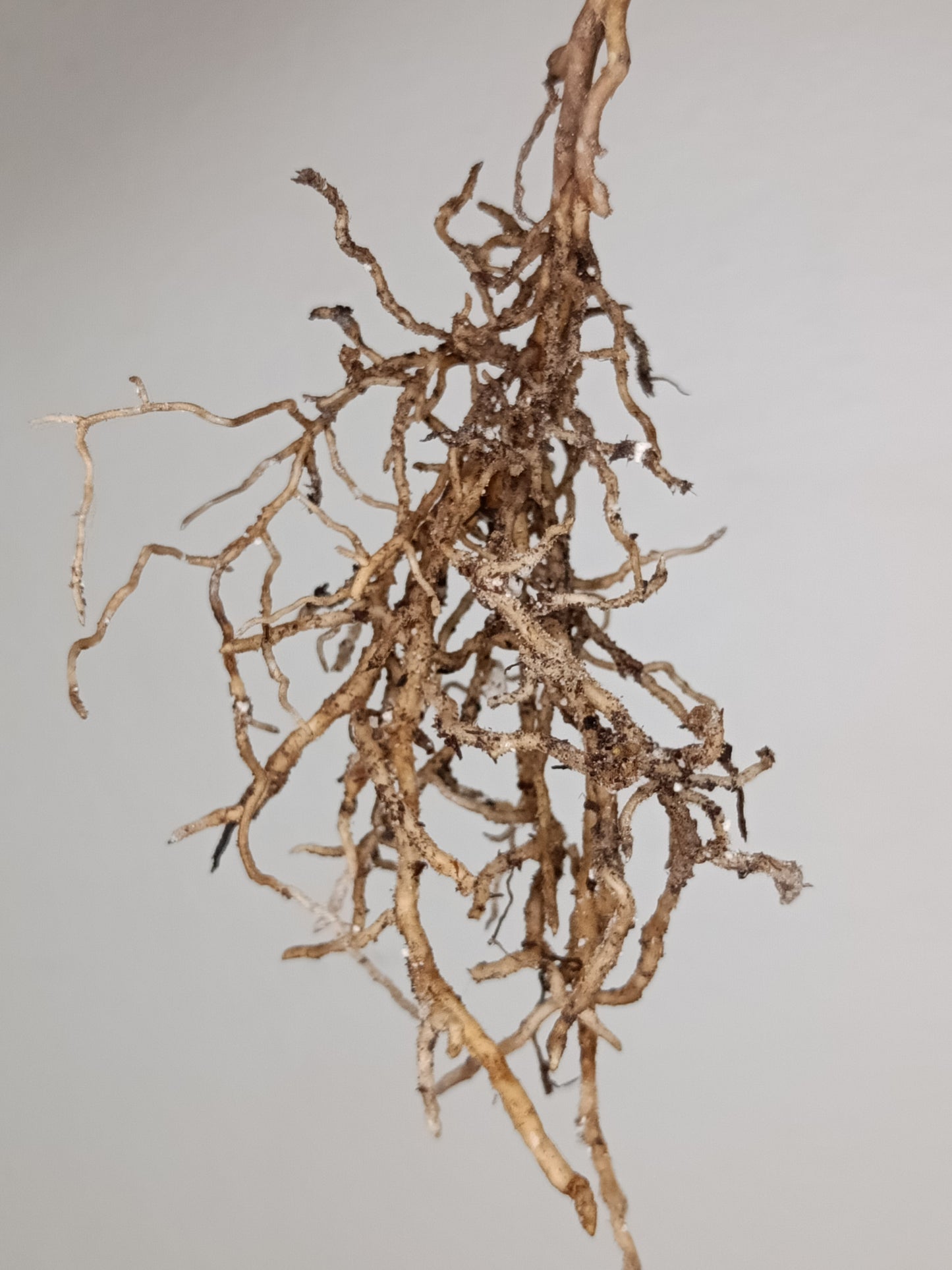 Monstera Albo Rooted Cutting -MID CUT #28