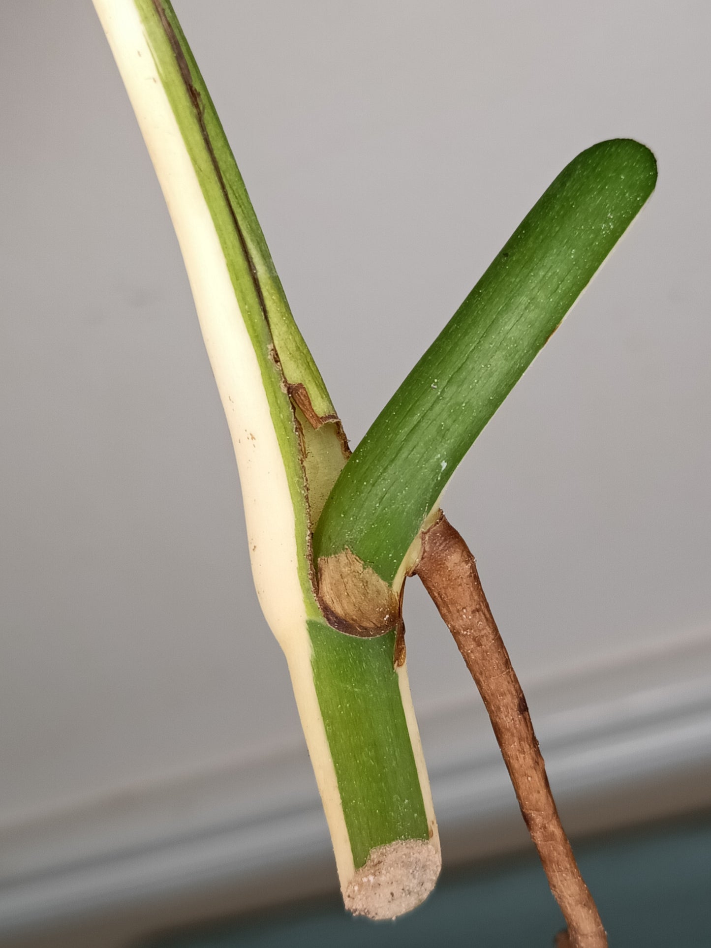 Monstera Albo Rooted Cutting -MID CUT #28