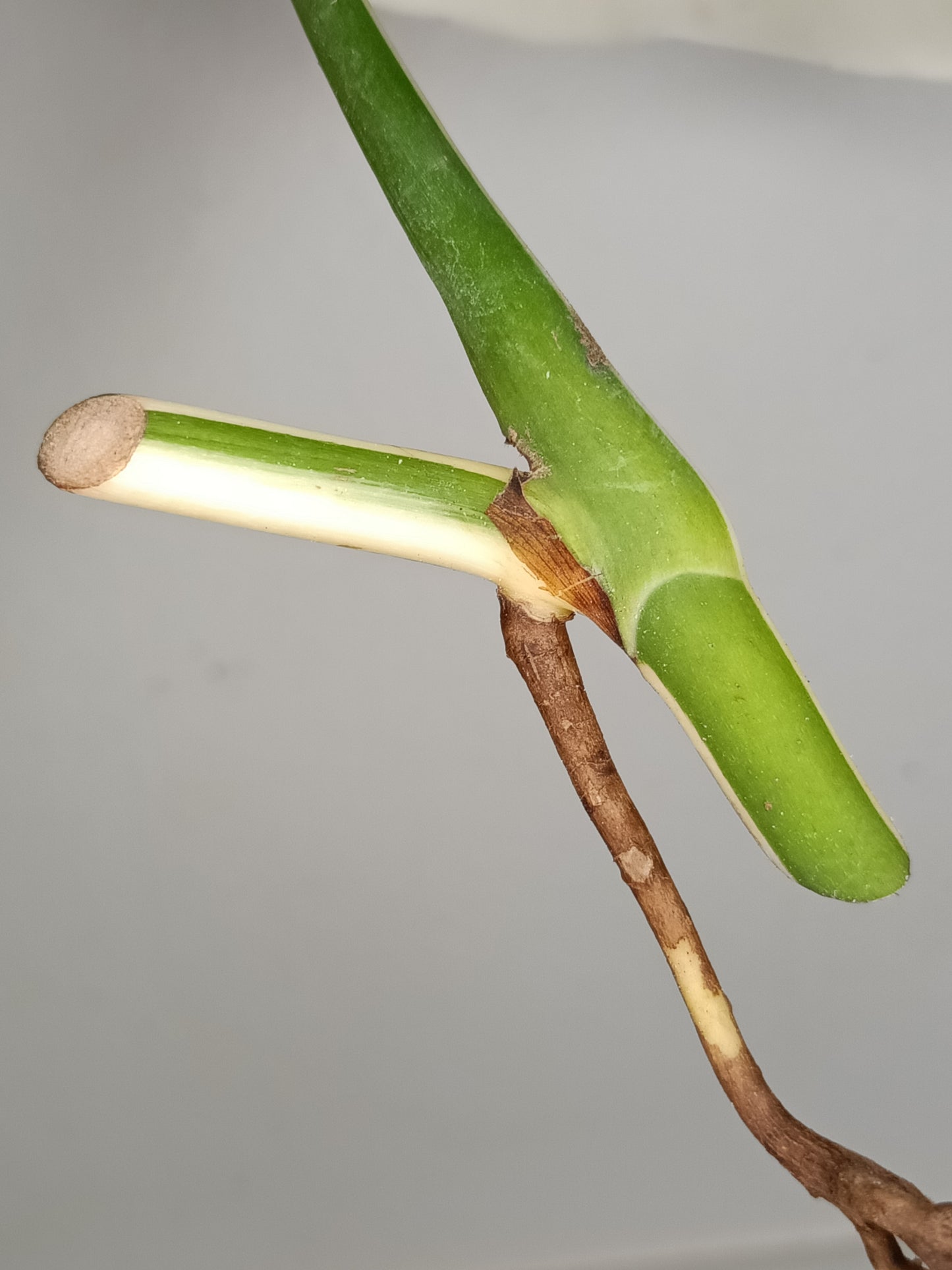 Monstera Albo Rooted Cutting -MID CUT #28