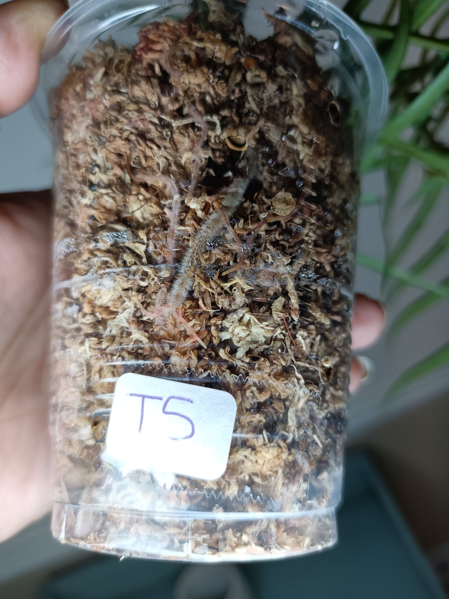 Tortum T5- Reserved Wendy Rogers