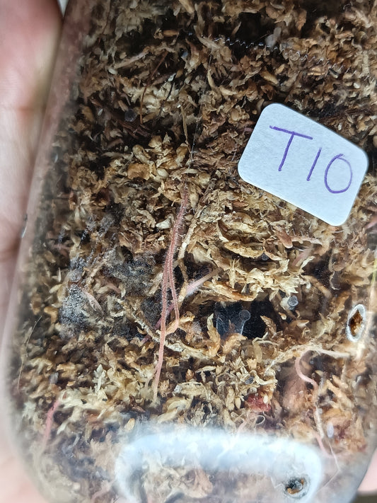 Tortum T10-Reserved Sheena Recar