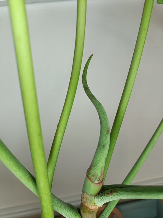 Green Joepii J6- Reserved Sheena Recar