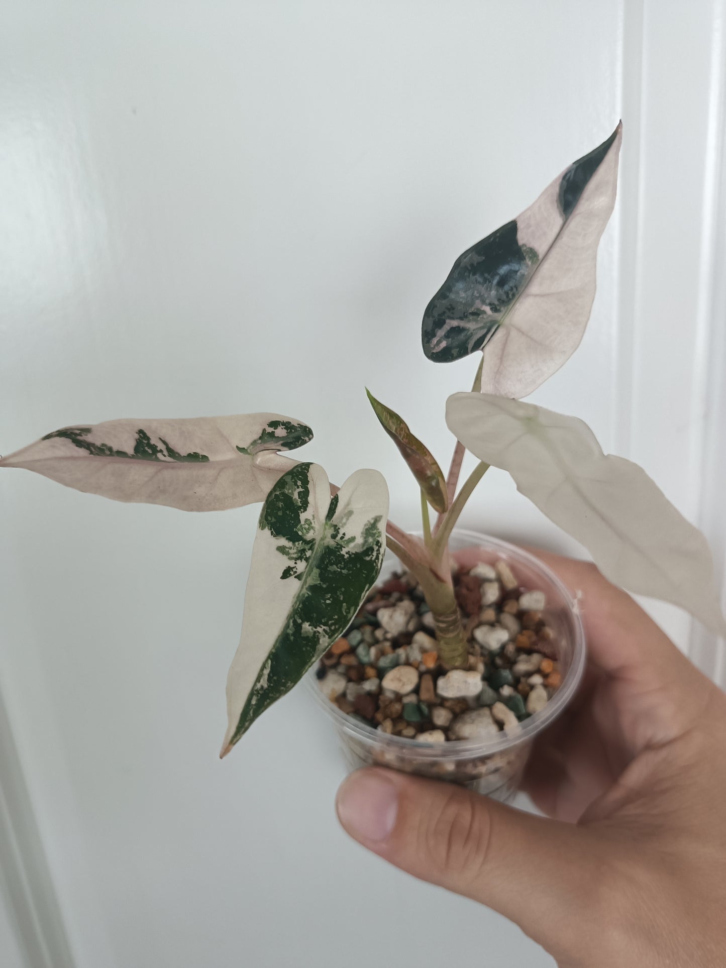 A. Pink Bambino Kate Rizk