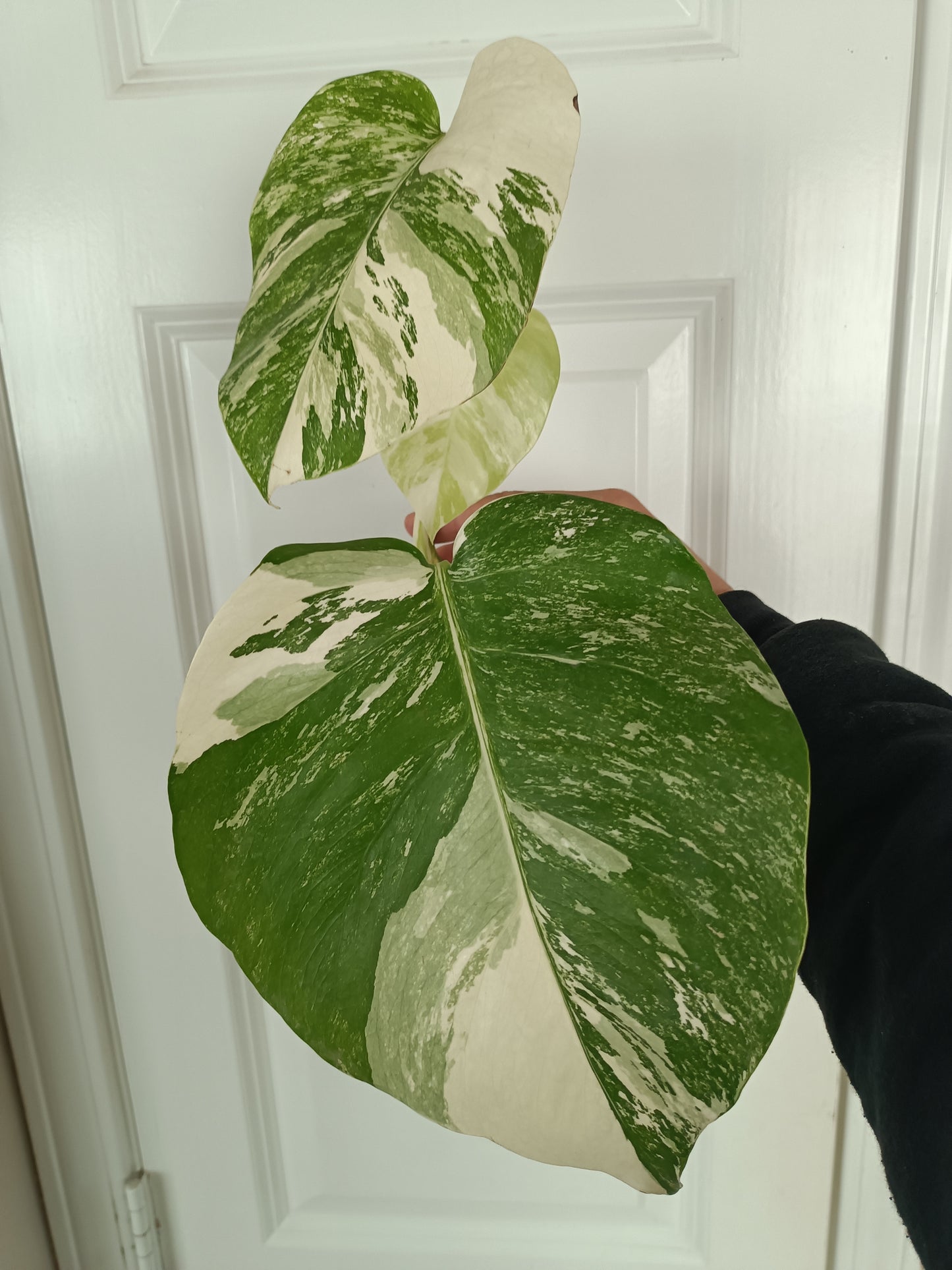 Beautiful M. Albo Top Cut