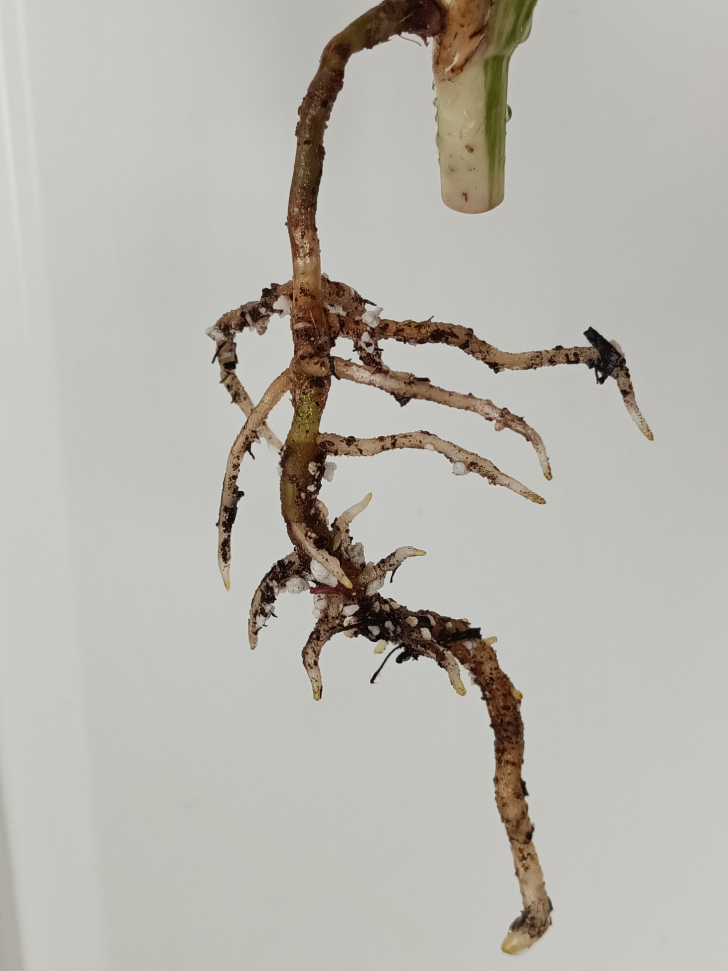 Beautiful M. Albo Top Cut