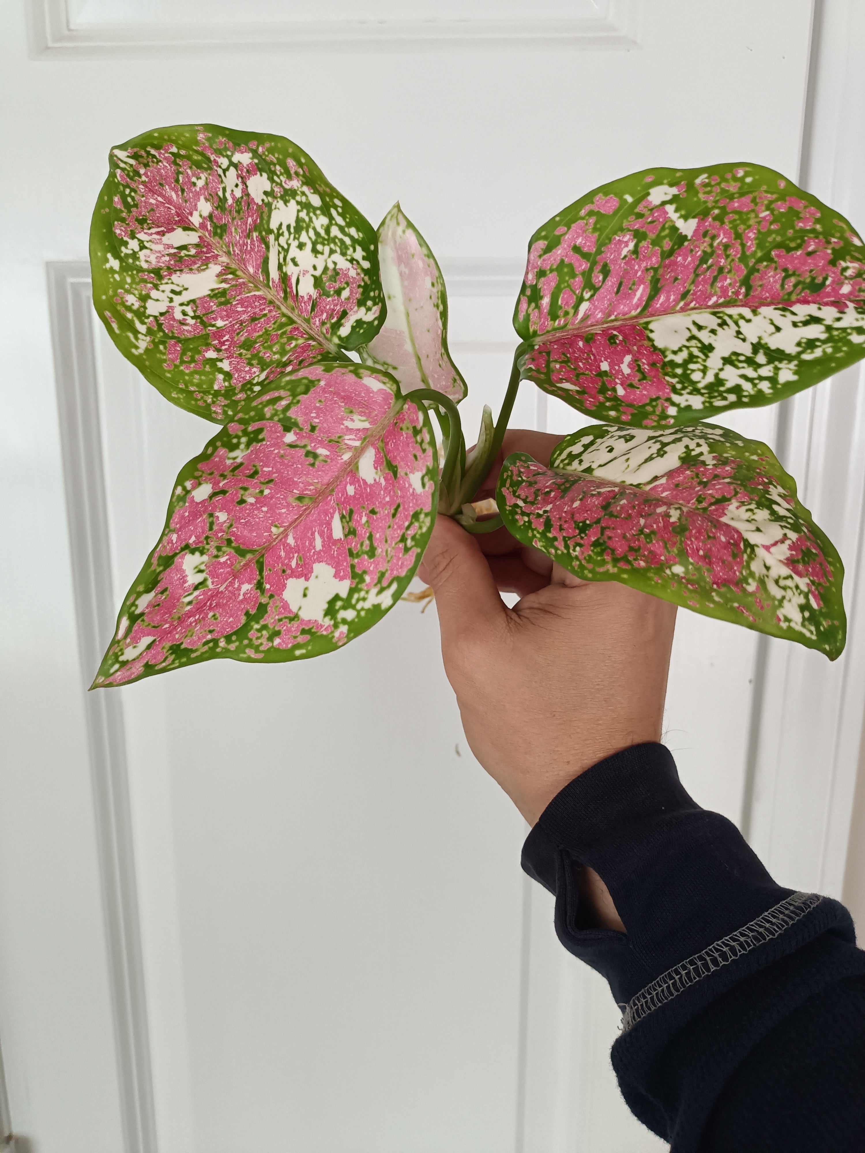 aglaonema anyamanee pink Aglaonema Anyamanee Tricolor #2 – R&R