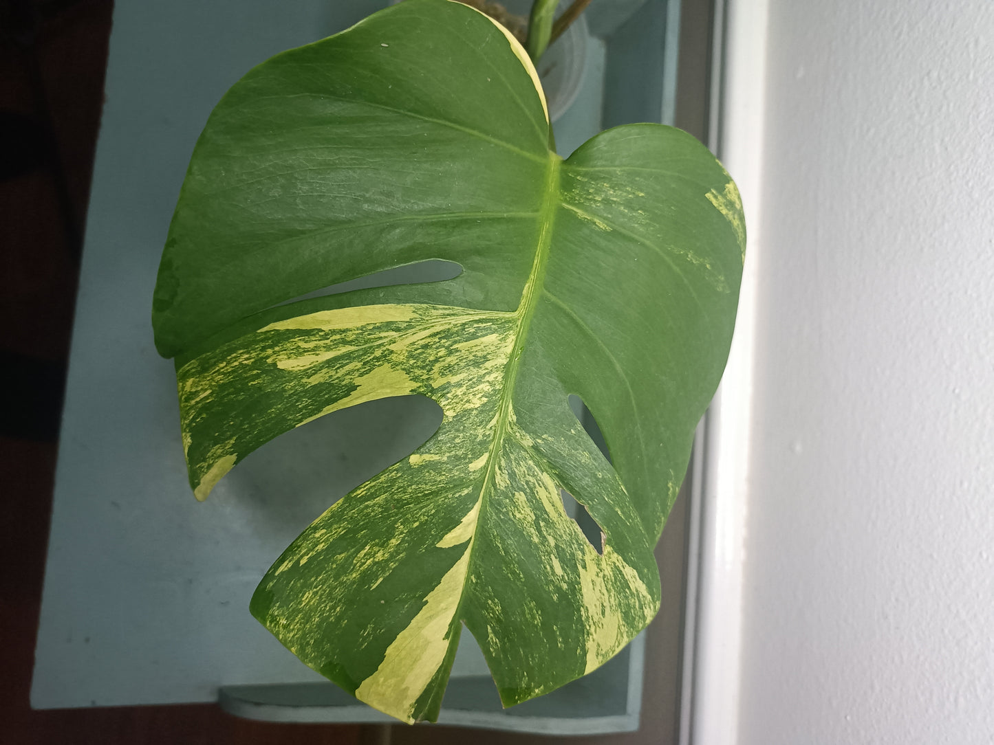High Colored M. Aurea TOP CUT