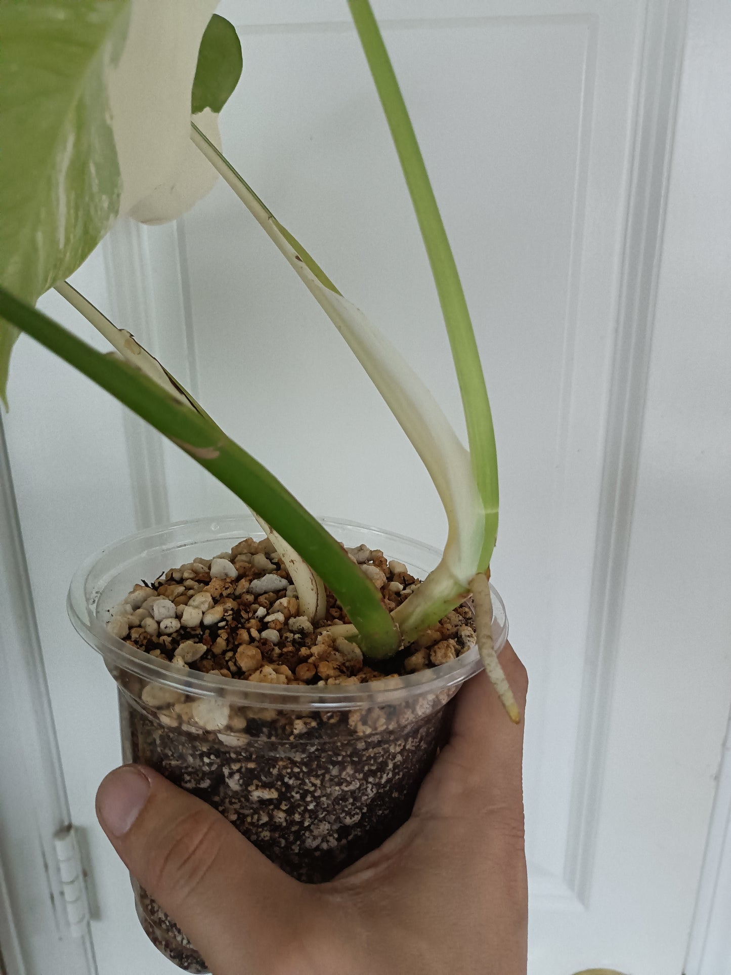 M. Albo 4 leaf top cut, Burle Marx var. Jade Satin JS5 reservation for Dana Sue Kast Janulis