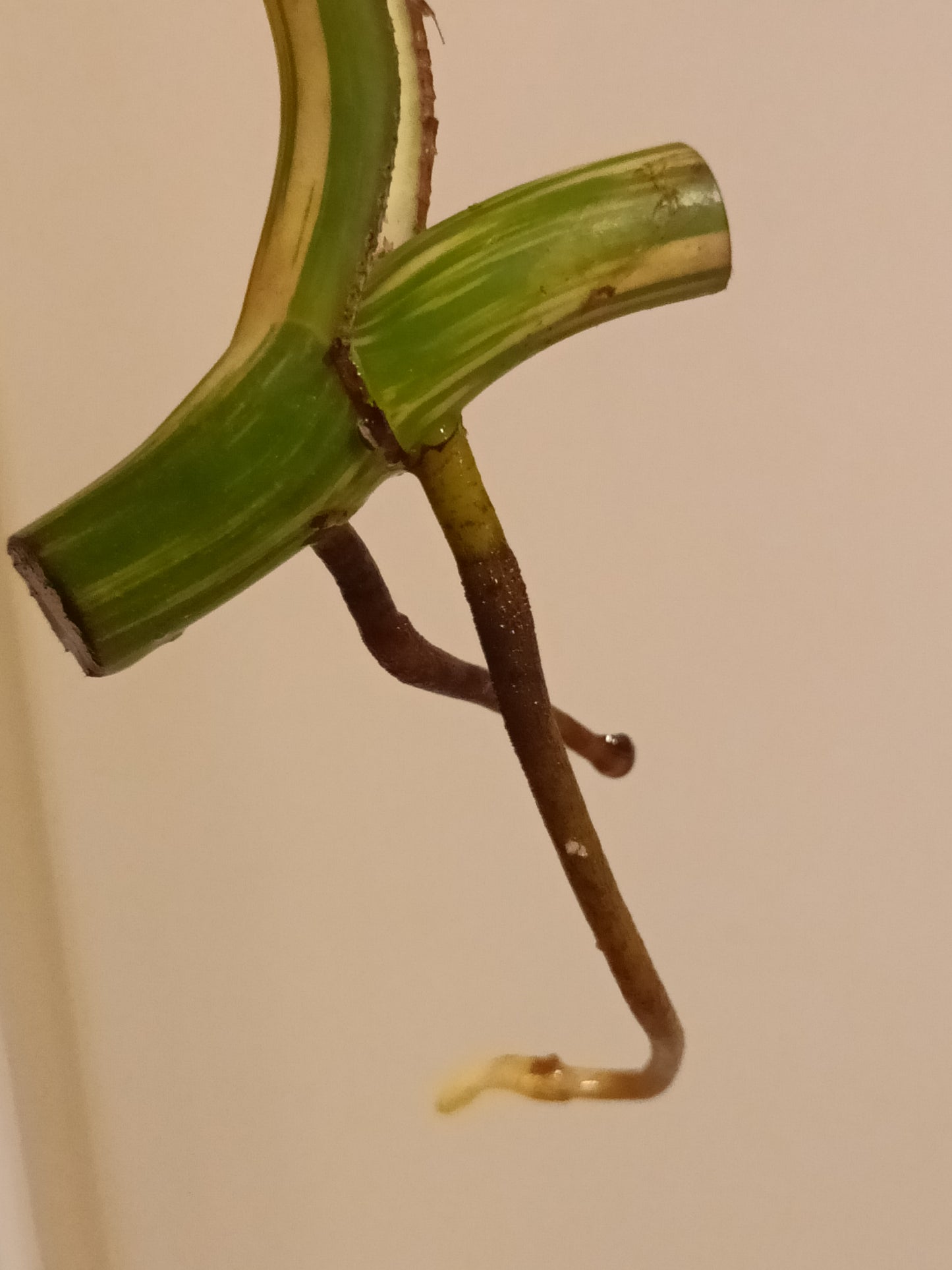 Monster Albo mid cut RESERVED for Shenine
