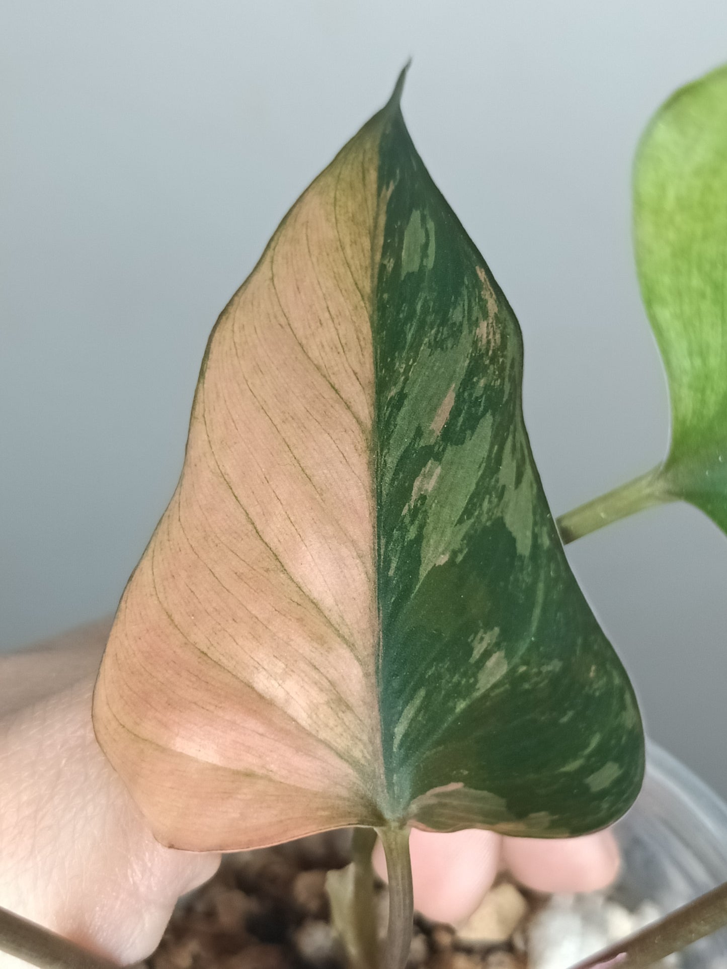 H. Pink Diamond- Reserved Sara Robinson