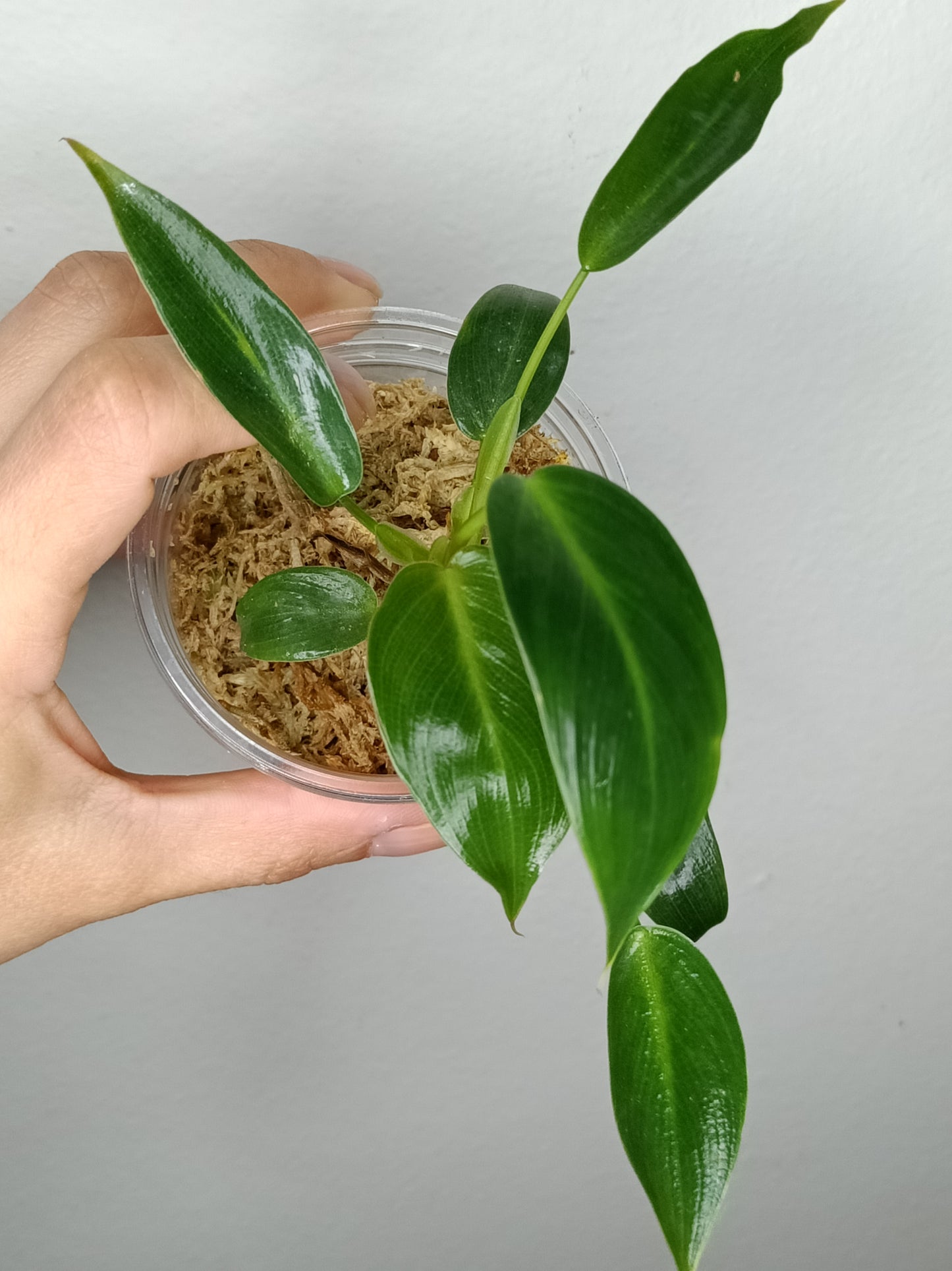 Philodendron Spiritu Sancti SS1- Reserved Danielle Boyd