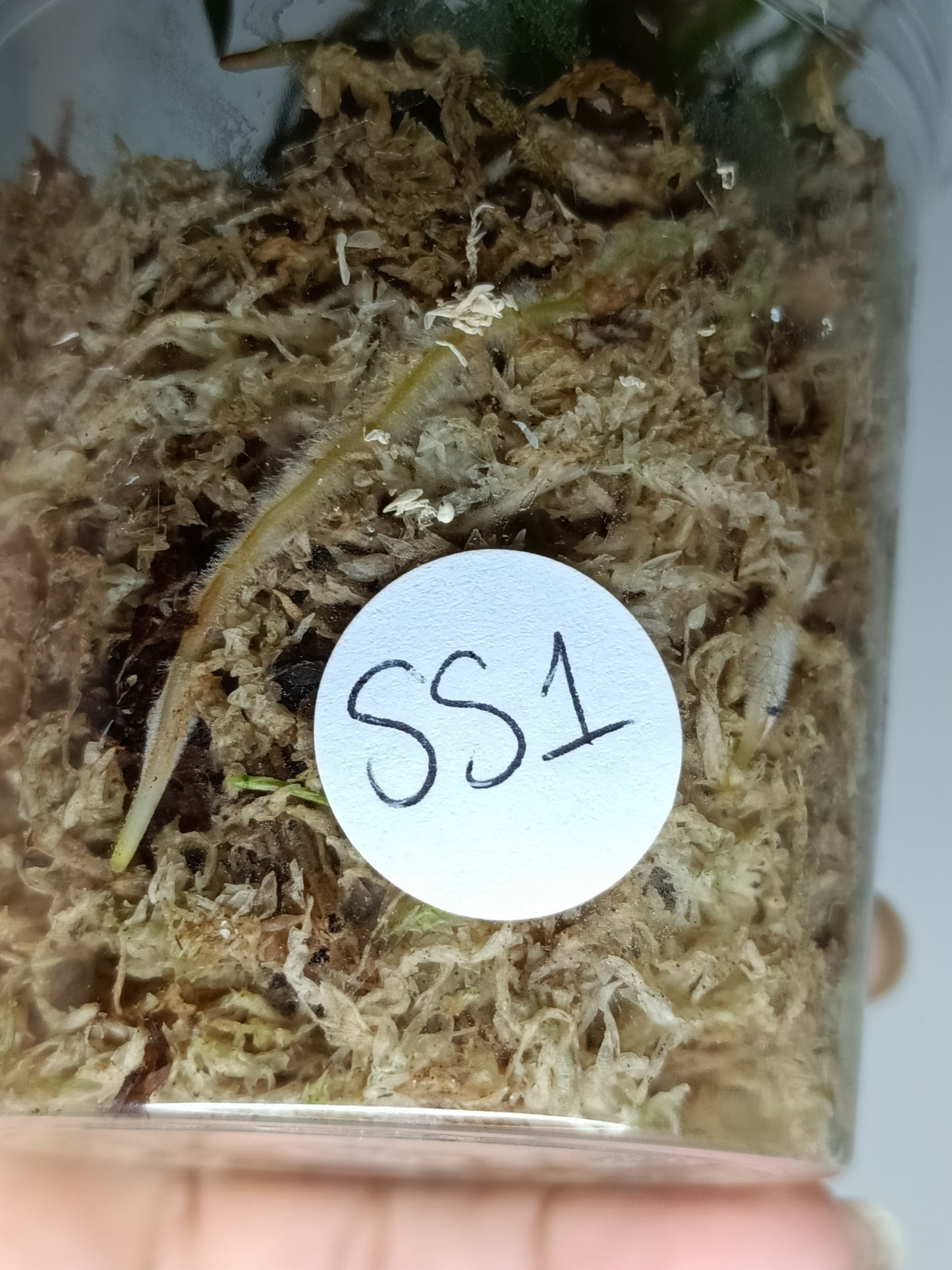 Philodendron Spiritu Sancti SS1- Reserved Danielle Boyd