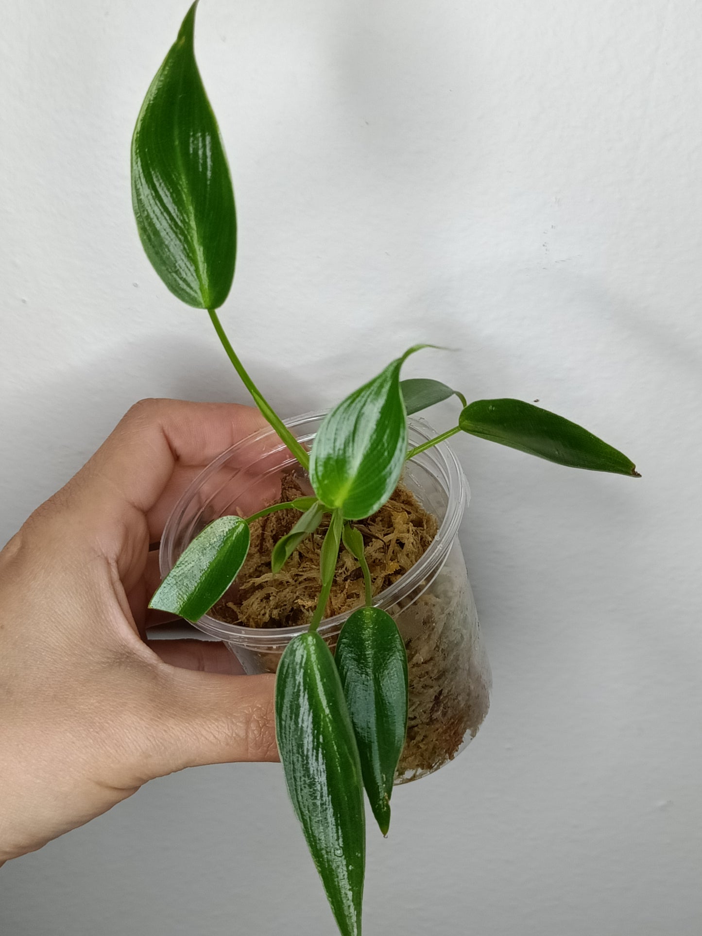 Philodendron Spiritu Sancti SS3- Reserved Emma Campbell