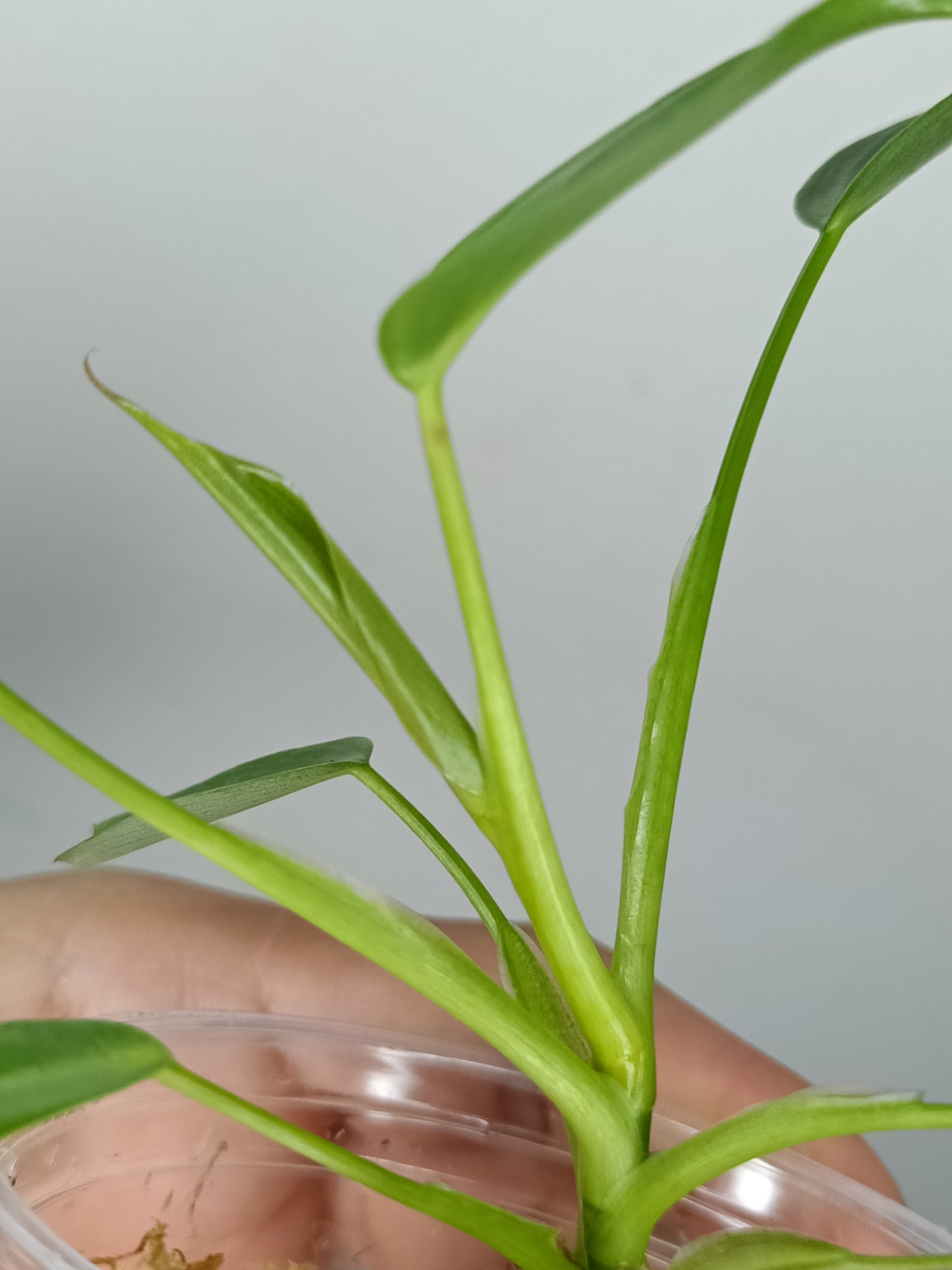 Philodendron Spiritu Sancti SS3- Reserved Emma Campbell