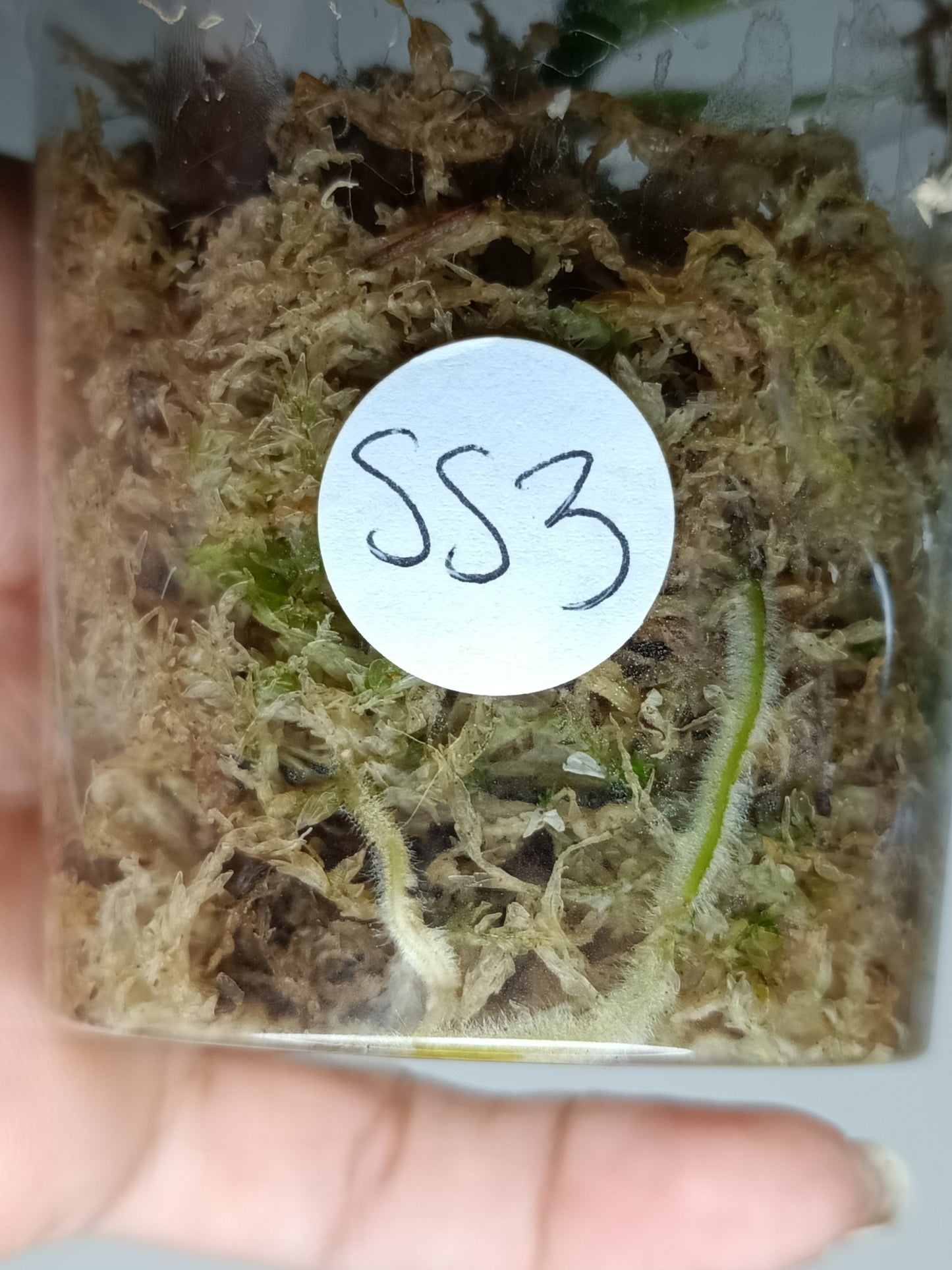 Philodendron Spiritu Sancti SS3- Reserved Emma Campbell