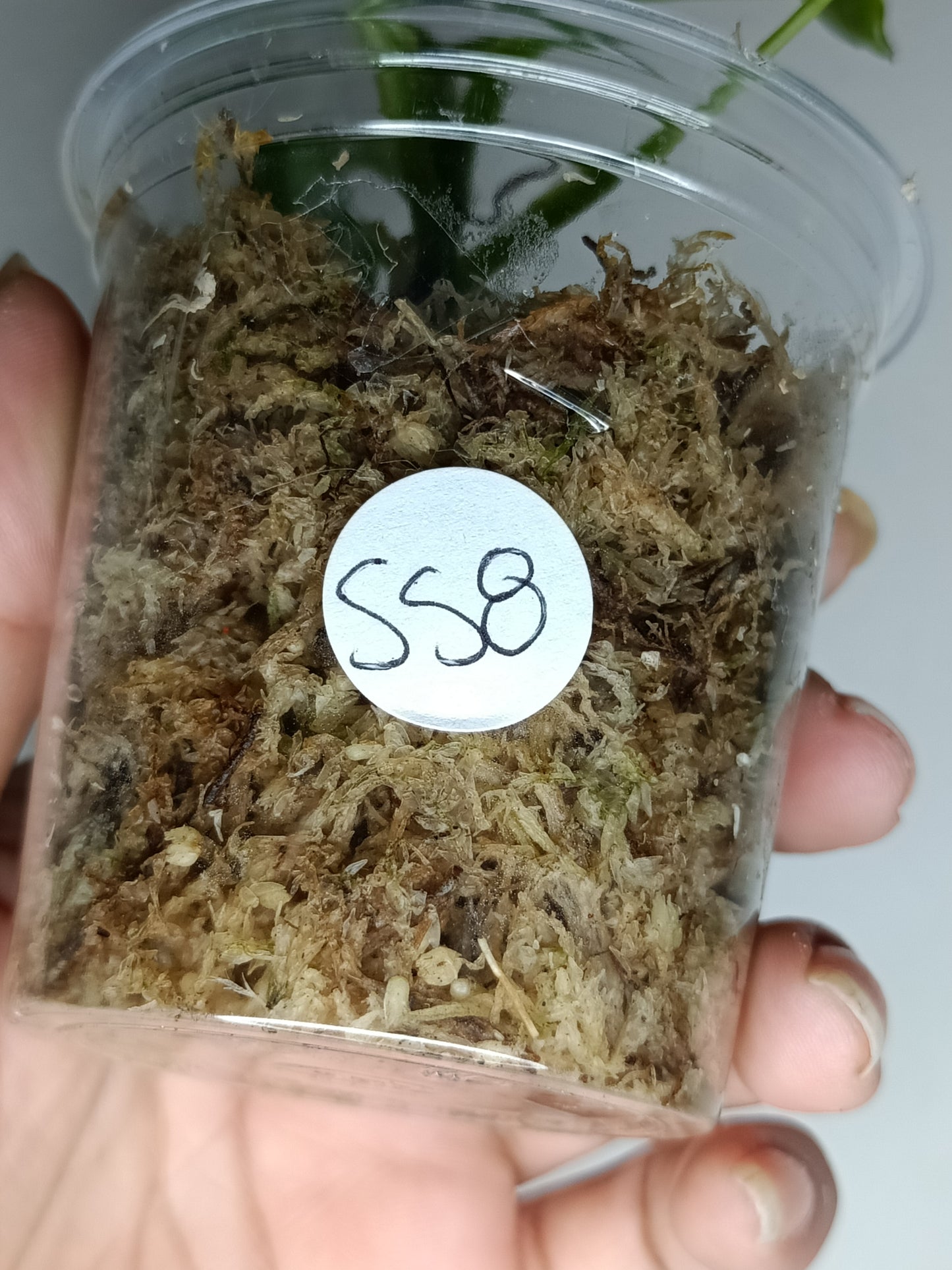 Philodendron Spiritu Sancti SS8