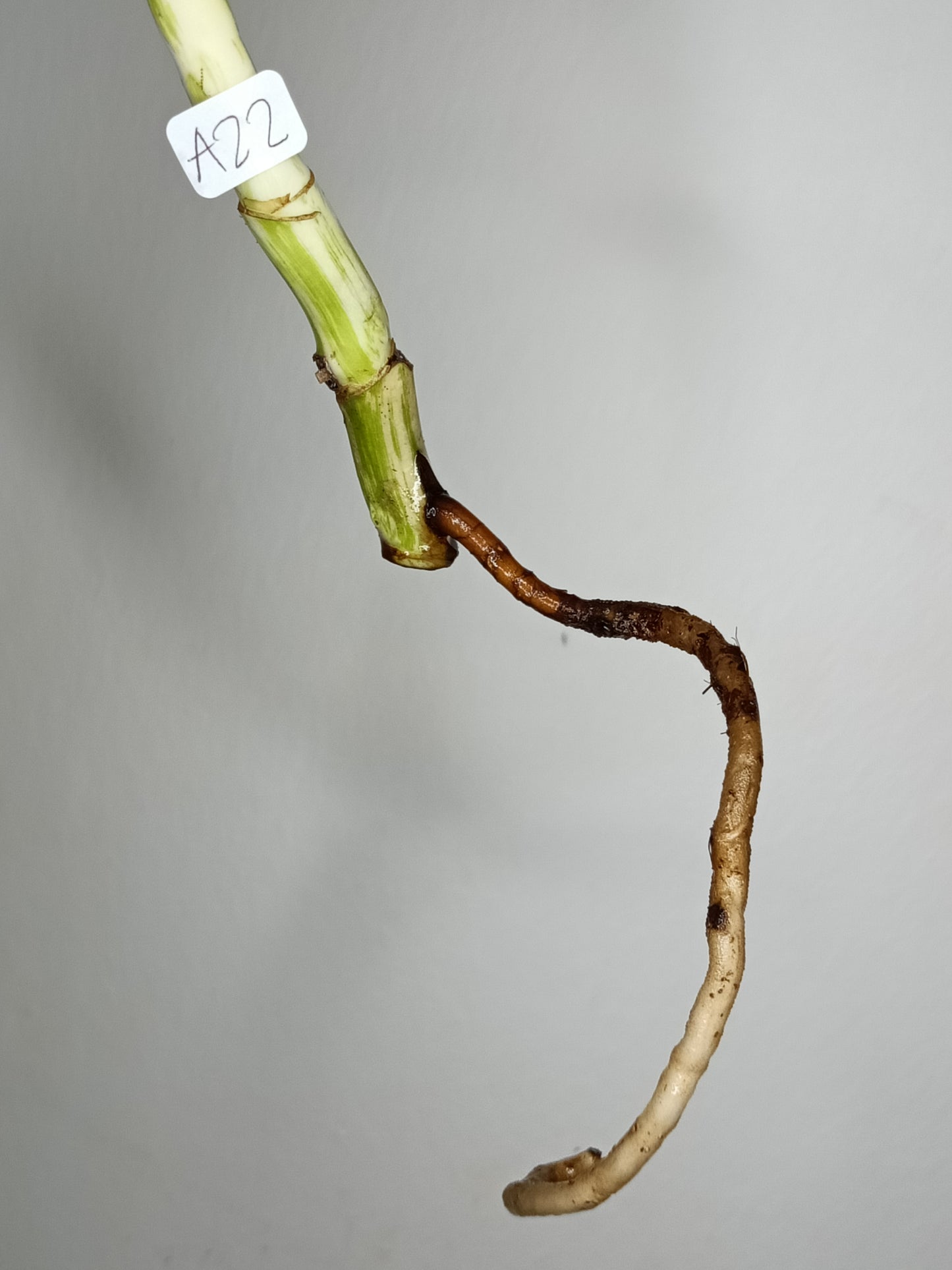 Monstera Albo A22-Stacey Nethers