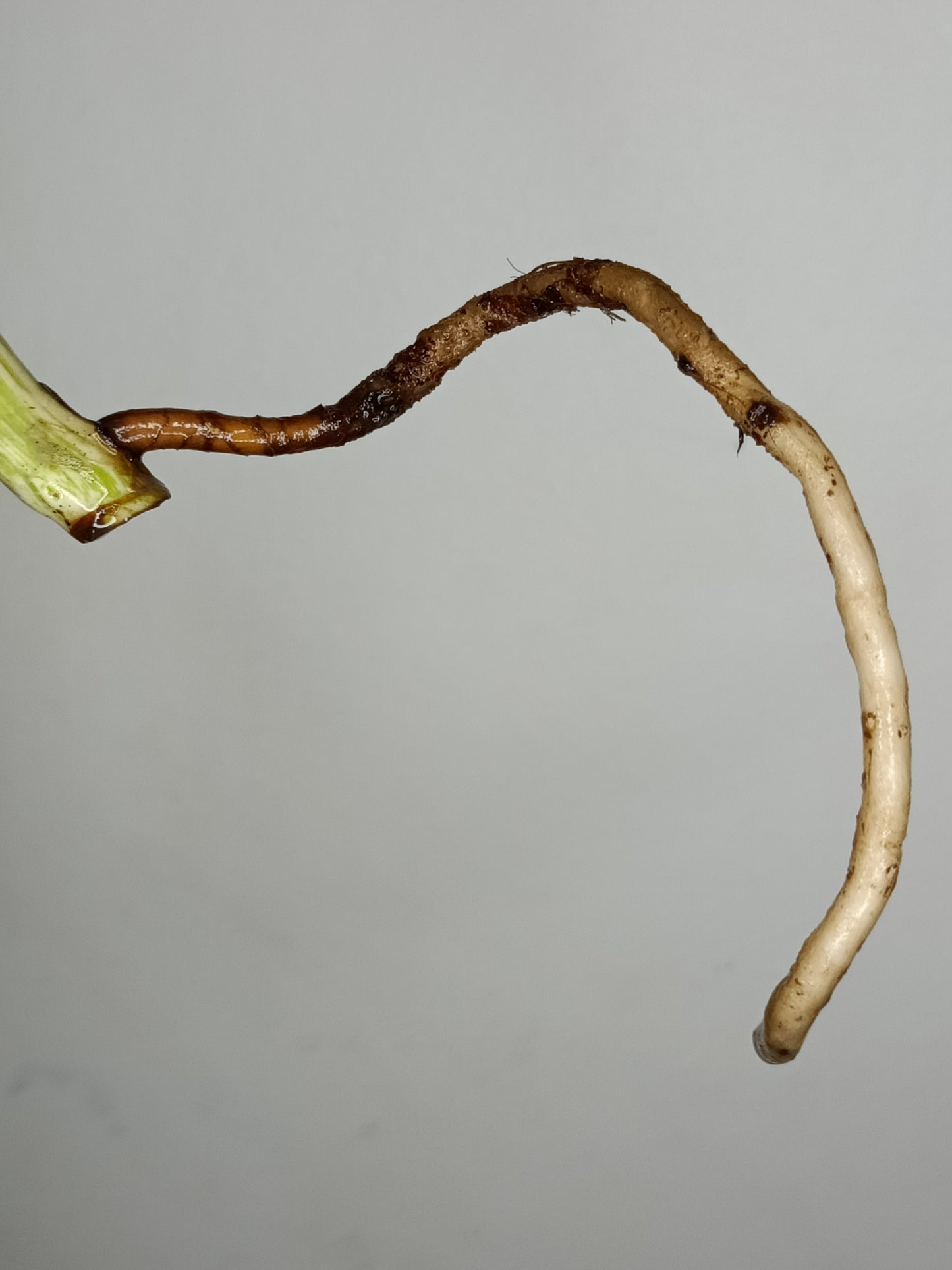 Monstera Albo A22-Stacey Nethers