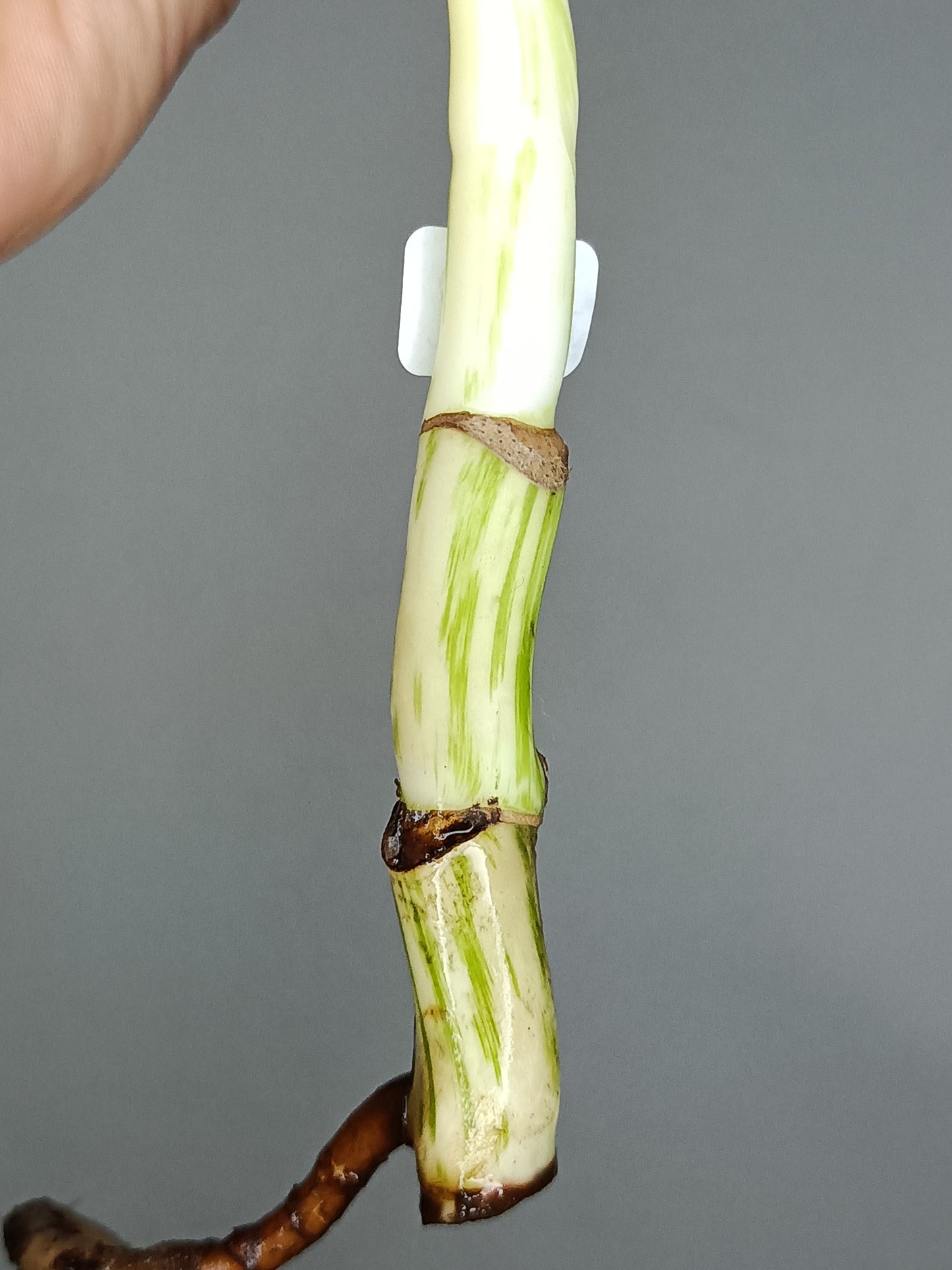 Monstera Albo A22-Stacey Nethers