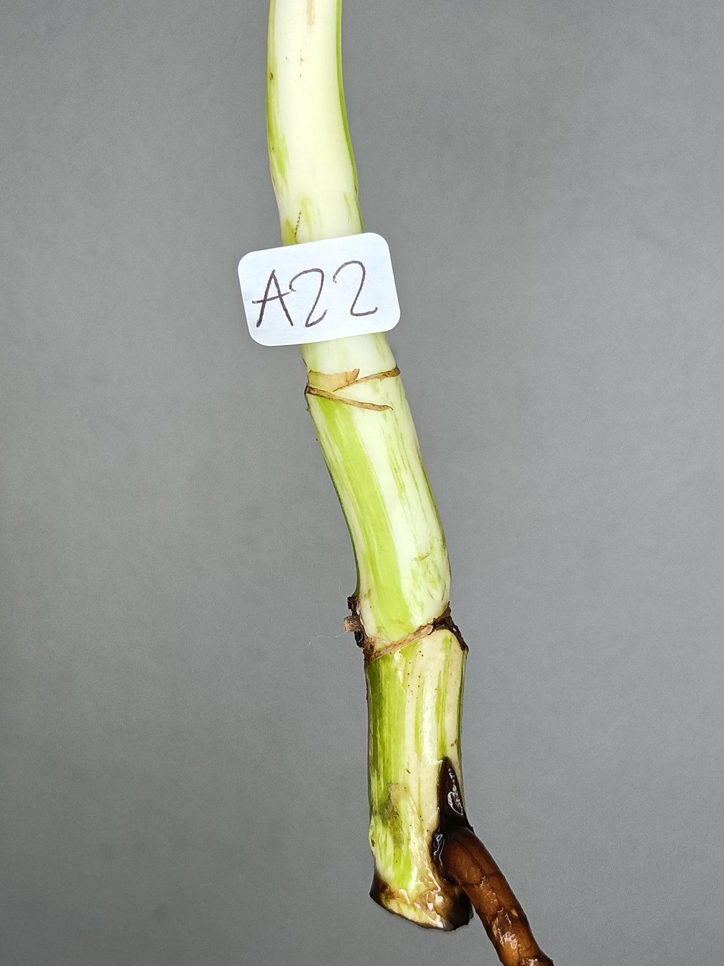 Monstera Albo A22-Stacey Nethers