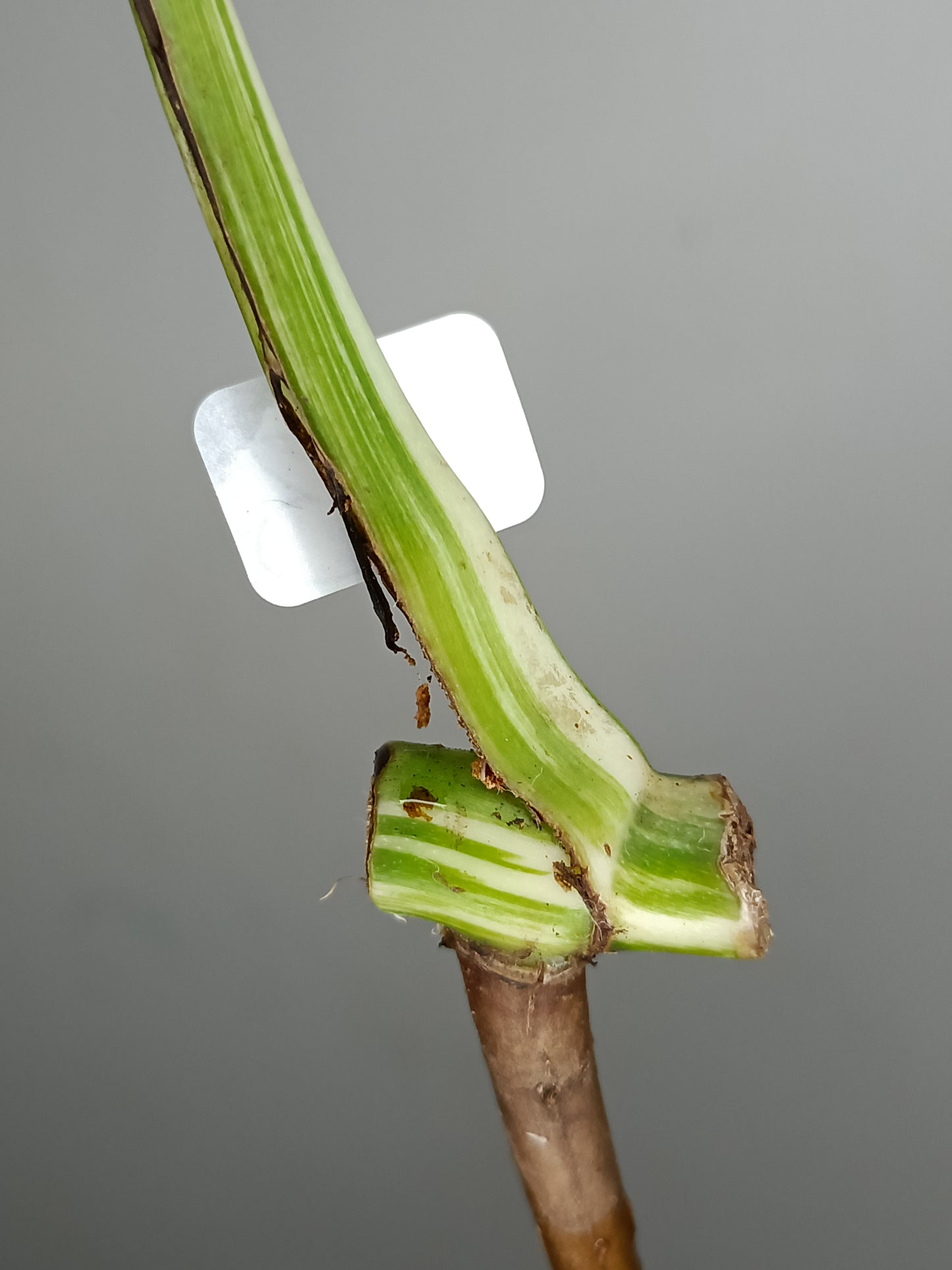 Monstera Albo A23-Raelee Mason