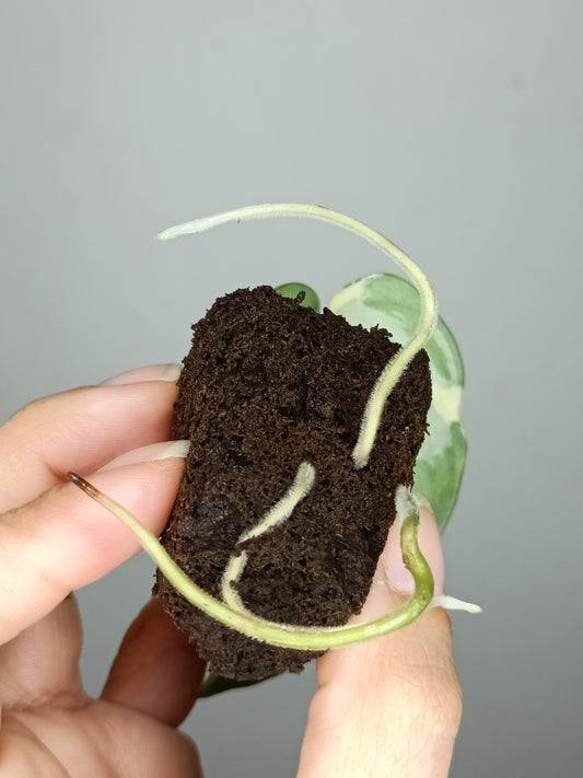 Scindapsus Mayari Variegated M1- Kristin Rachinski