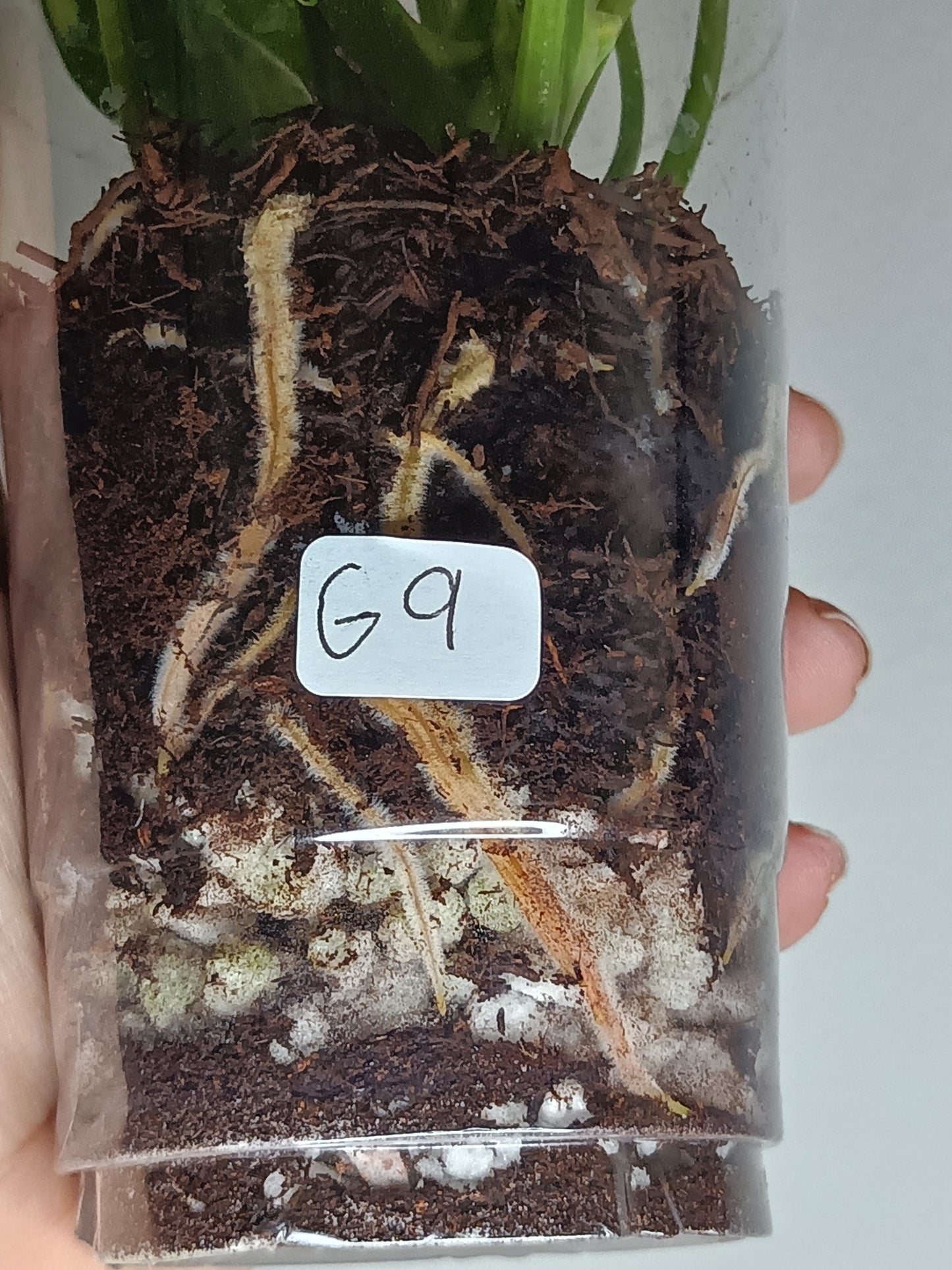 Green Congo Nuclear G9- Auction Winner Romeo Conilas