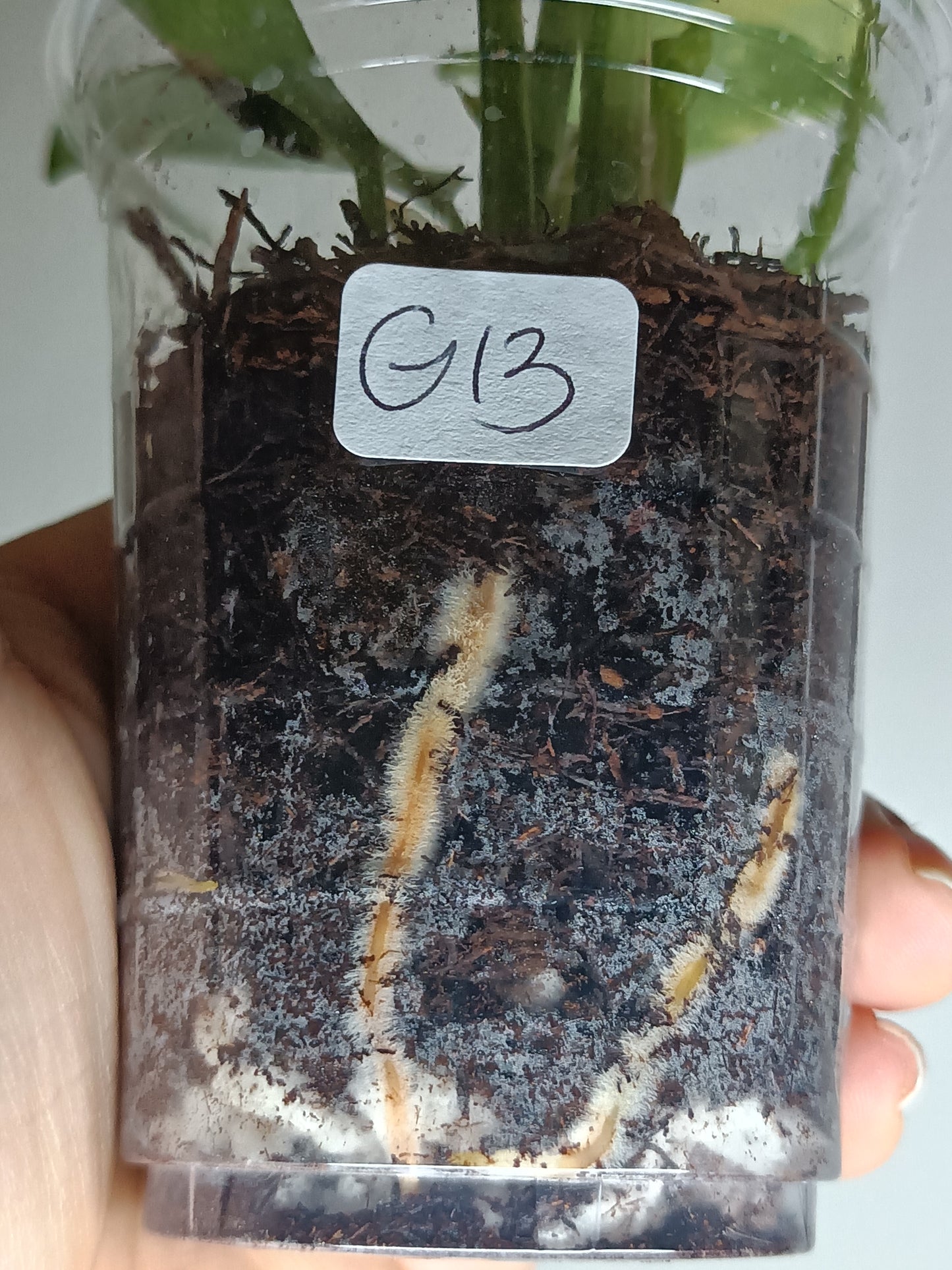 Green Congo Nuclear G13- Auction Winner Danielle Boyd