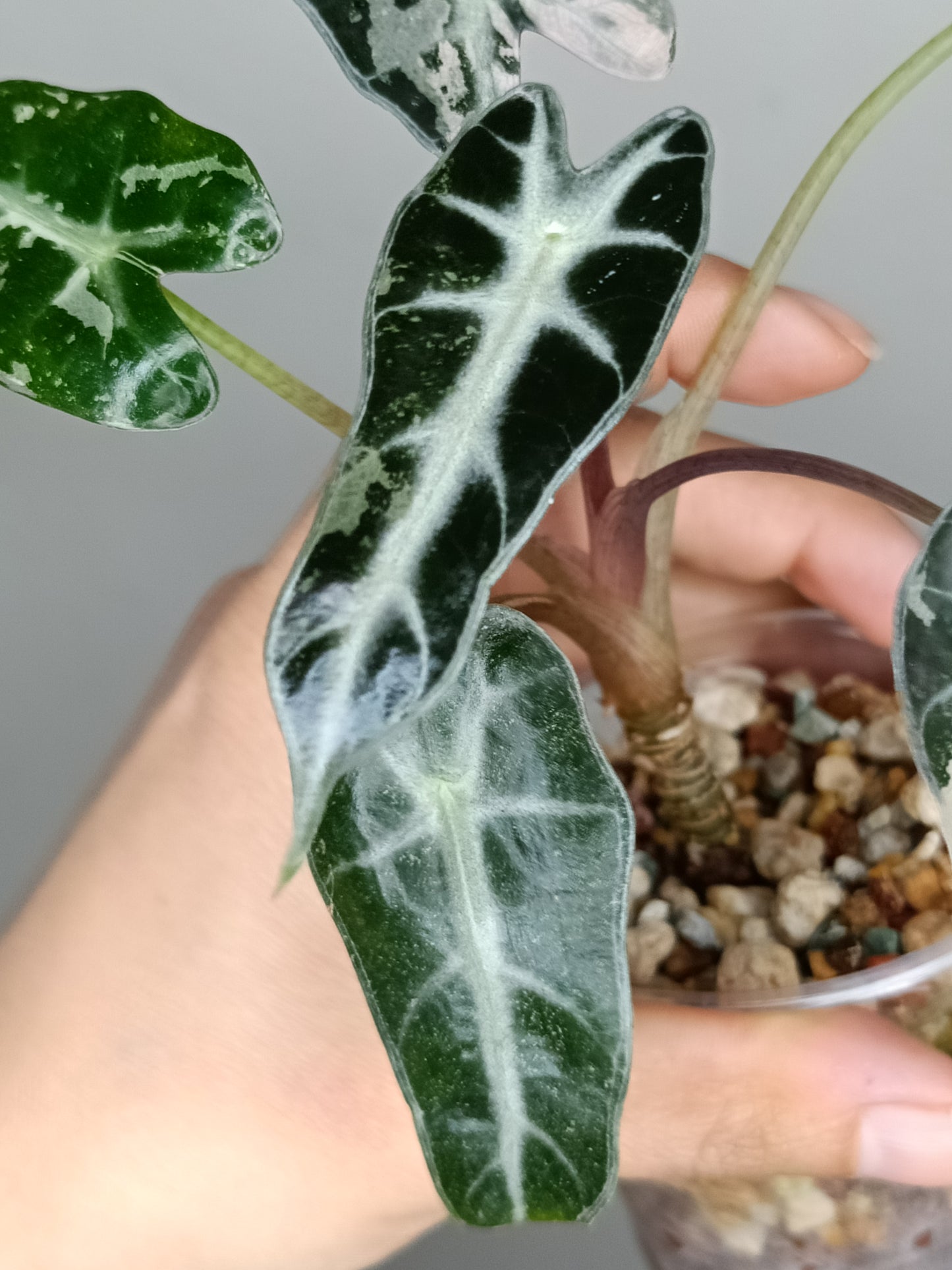 Alocasia Bambino Variegated #8- Korey Lewis