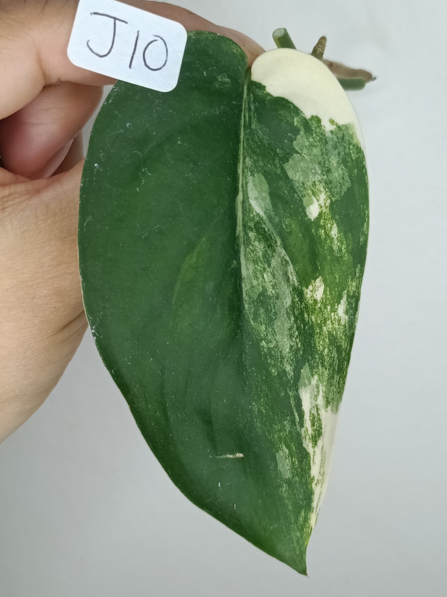Scindapsus Jade Satin Variegated #10-