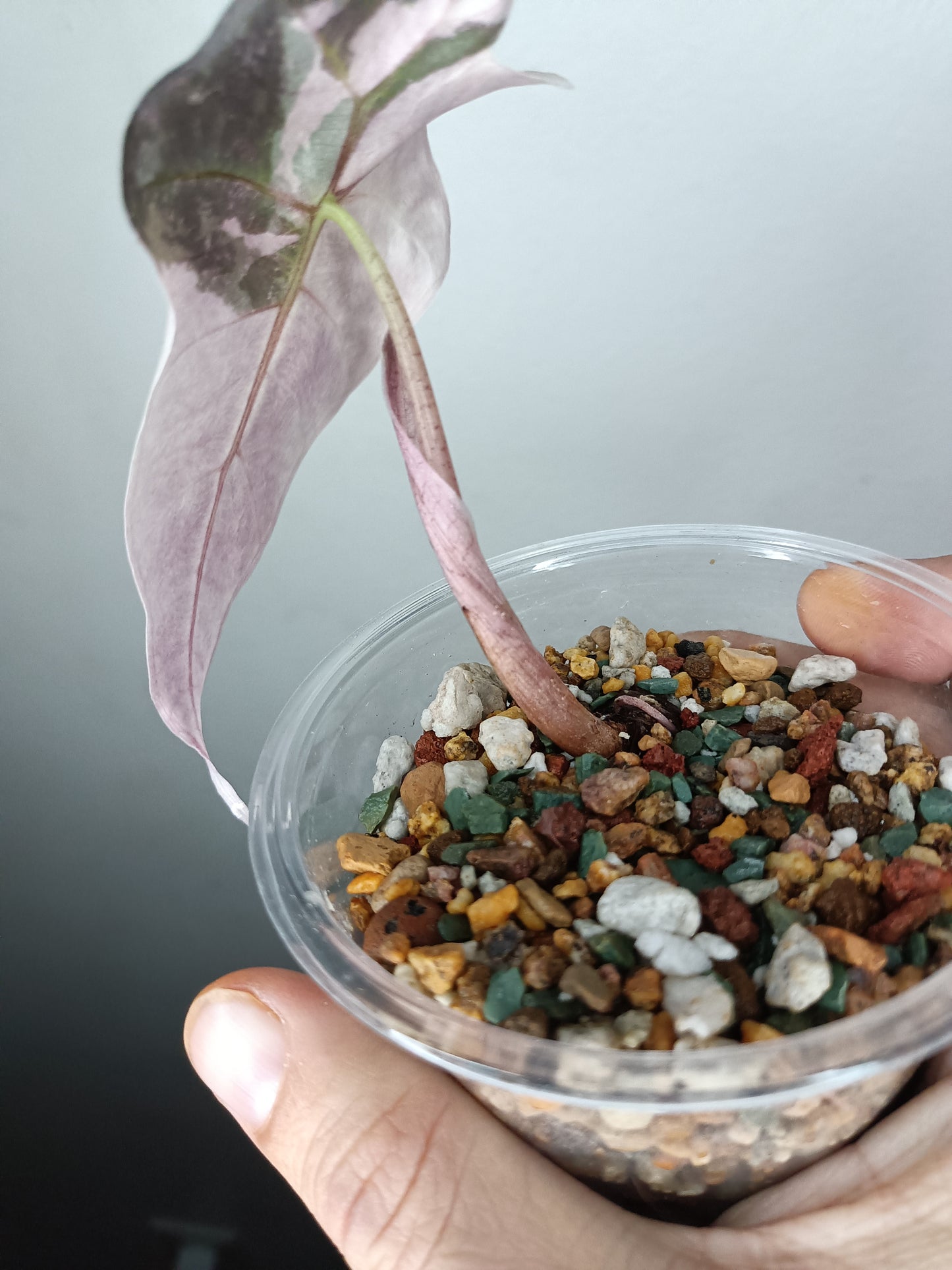 Alocosia Amazonica Pink