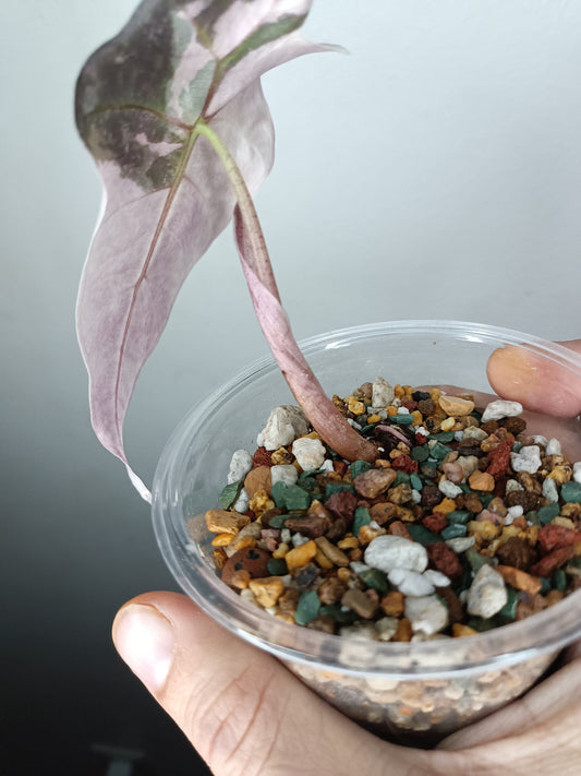 Alocosia Amazonica Pink
