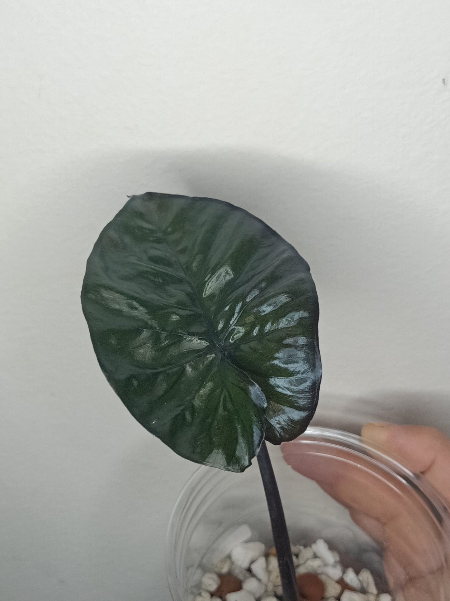 Alocosia serendipity Deb Strurgeon