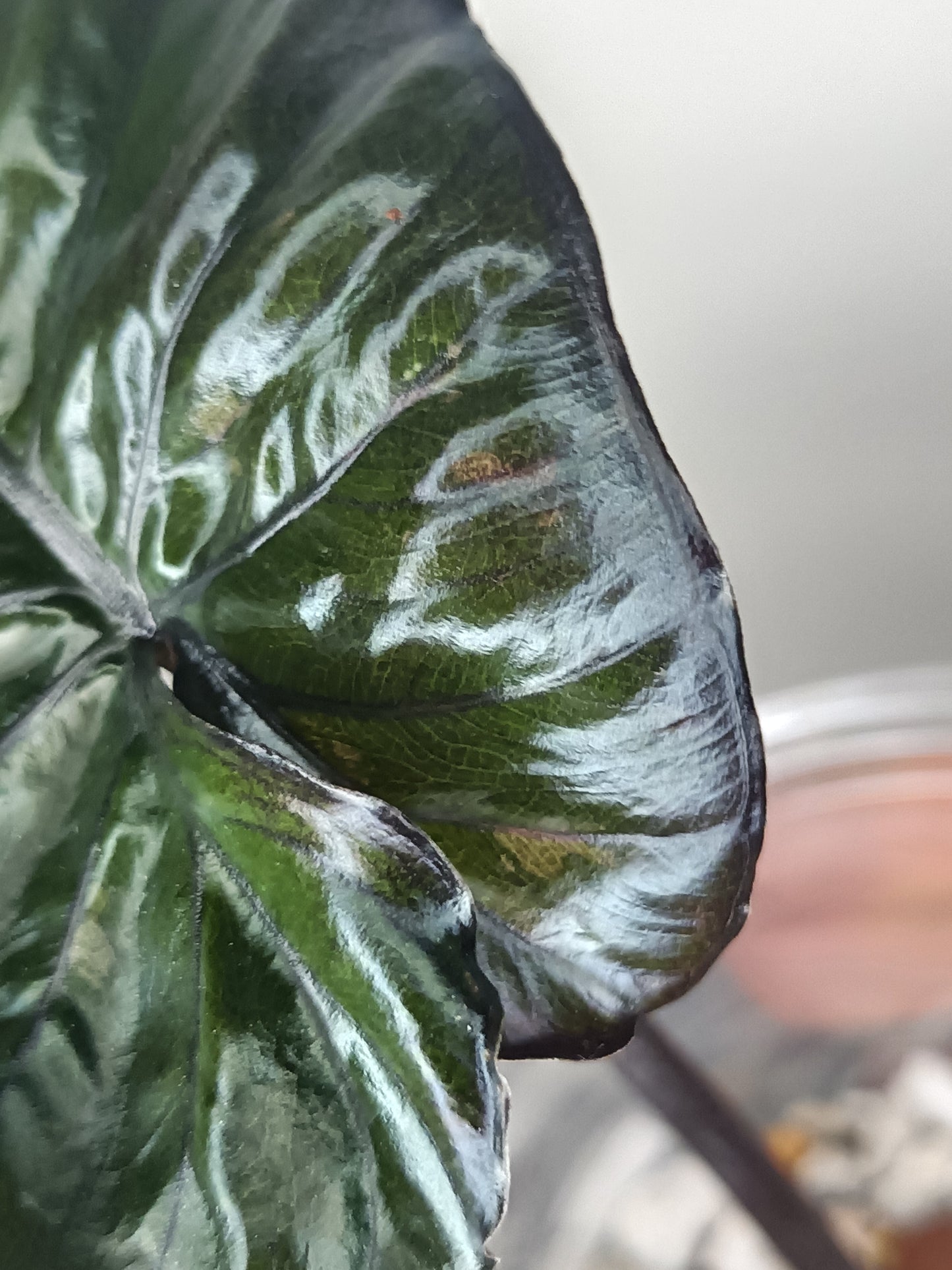 Alocosia serendipity Deb Strurgeon