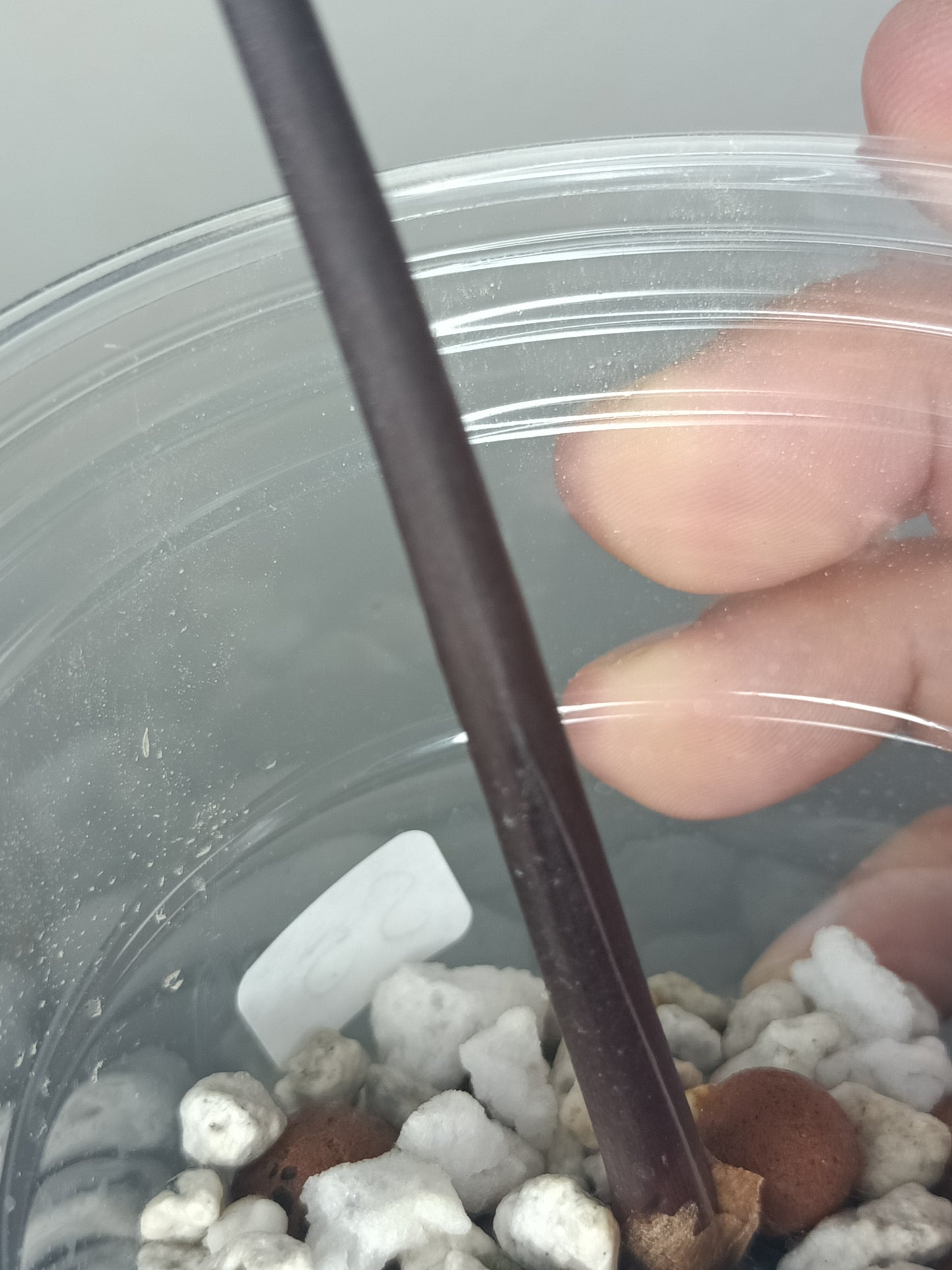 Alocosia serendipity Deb Strurgeon