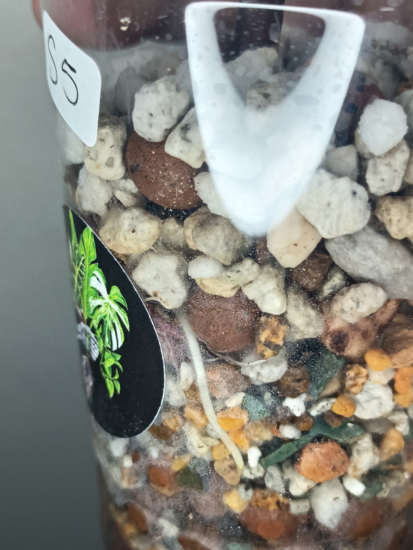 Alocosia serendipity Deb Strurgeon